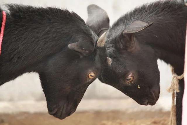 Love your enemy! This photo "Goats Butting Heads" is copyright (c) 2011 by Mohanatnow and made available by Creative Commons Attribution-Share Alike 3.0 Unported license.