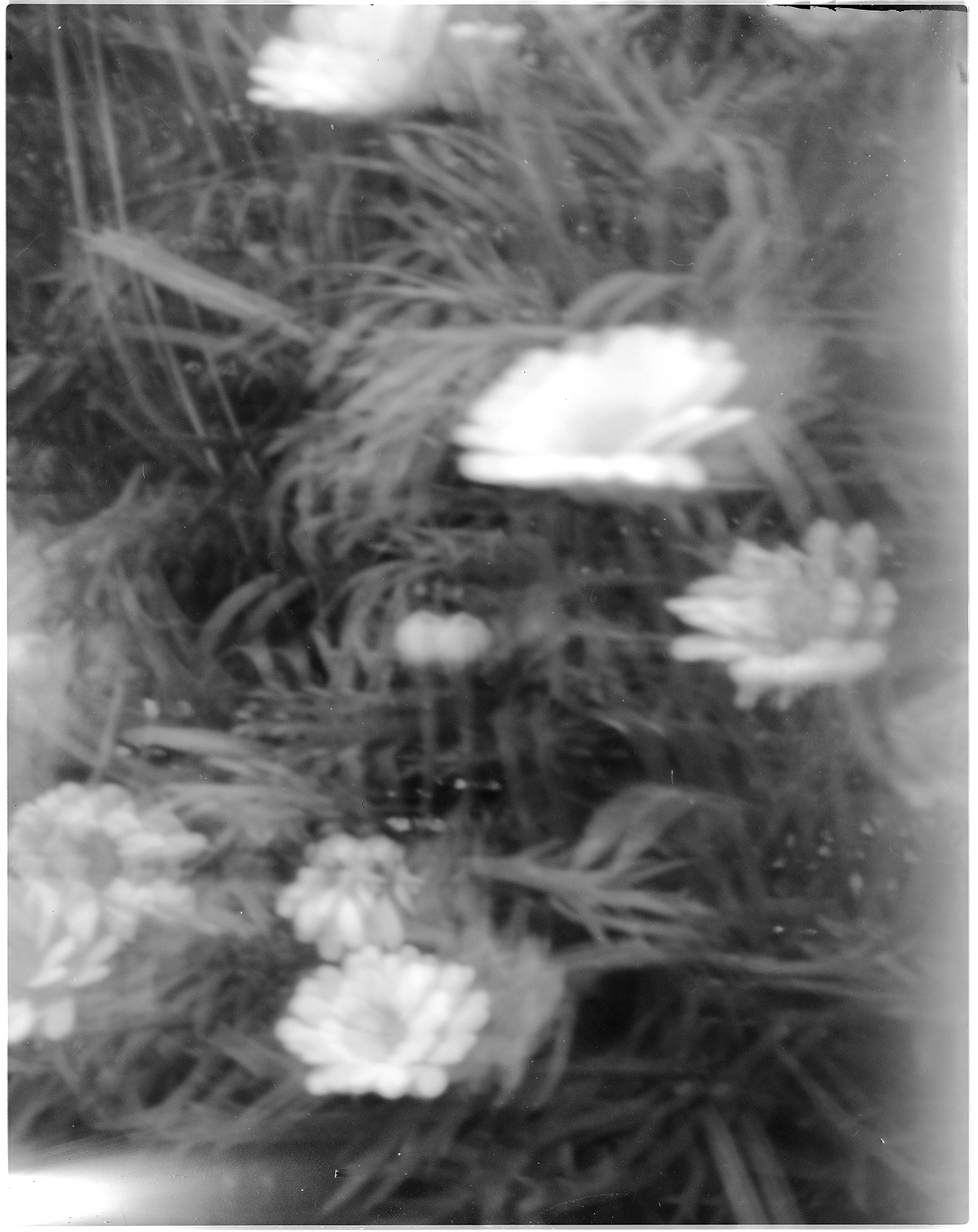 camera obscura_flowers_ms.jpg