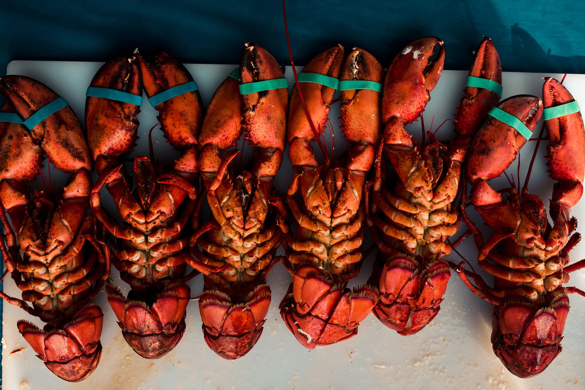 David_Benthal_Photography(21of35).jpg