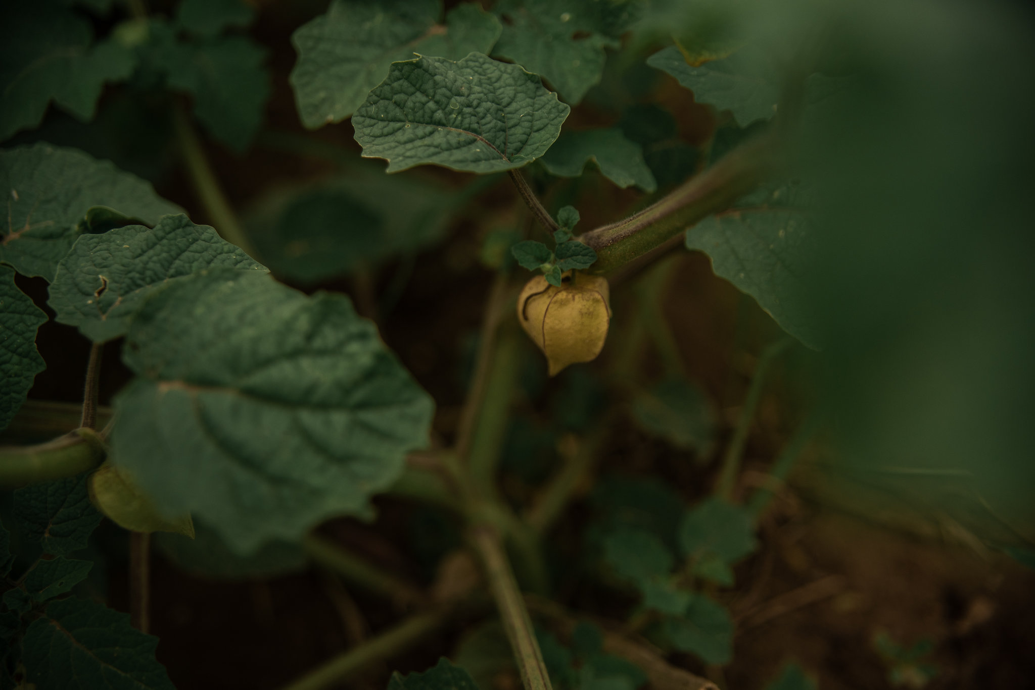 David_Benthal_Photography(3of19).jpg