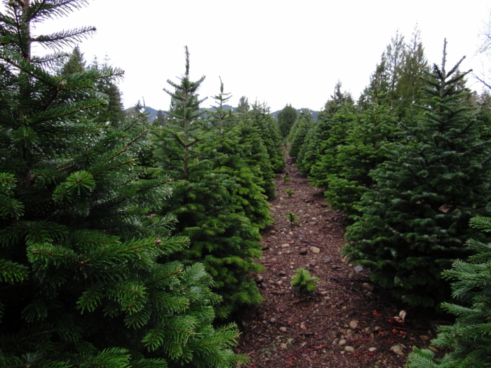 Look at all the baby Christmas trees!