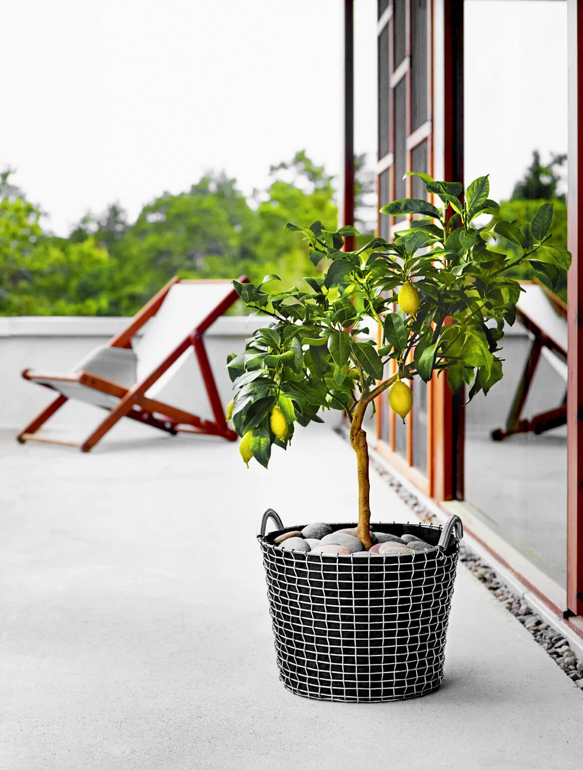Classic+24,+planting+bag+-+Lemon+tree_EDIT.jpg