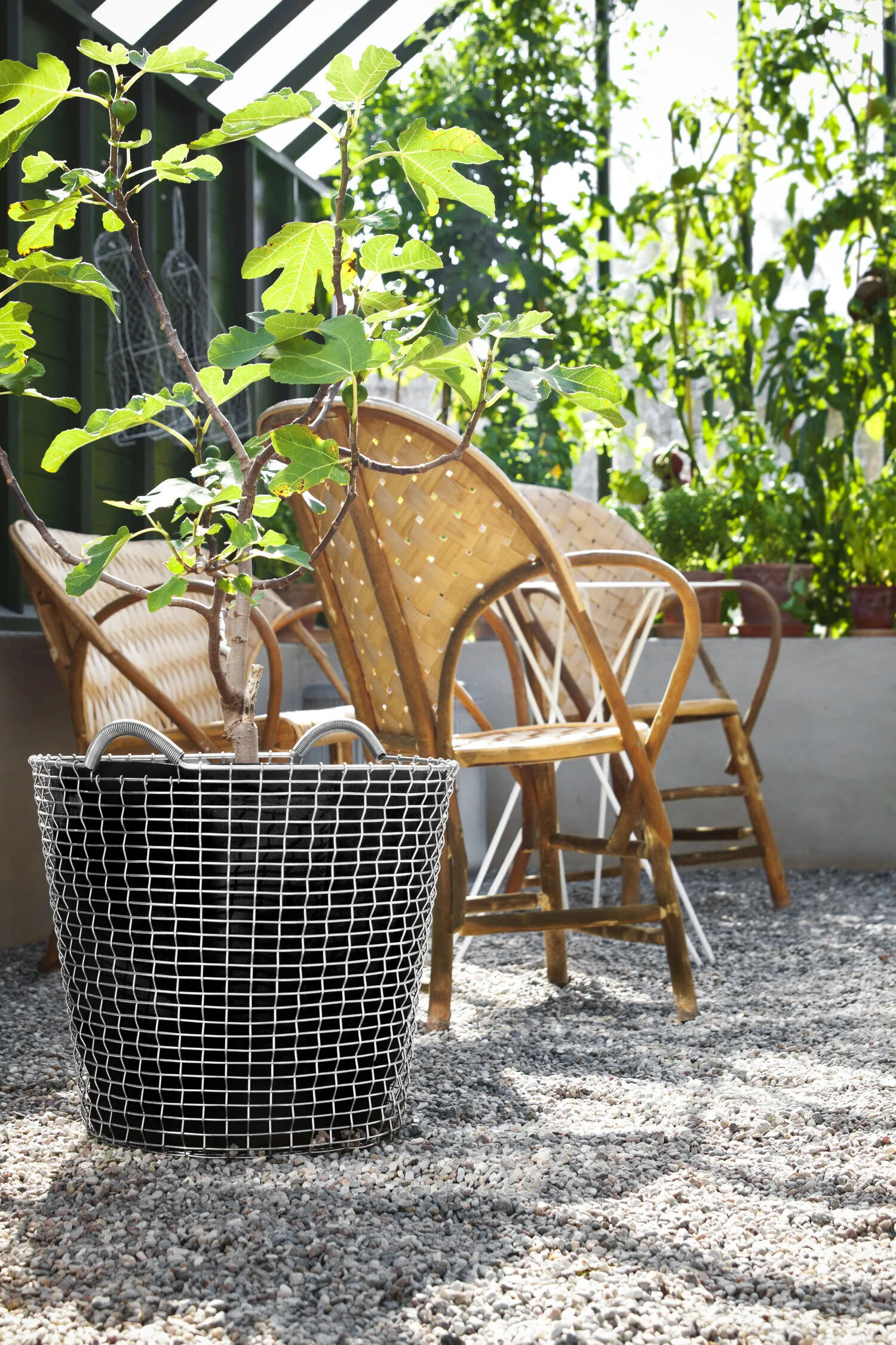 Classic+65,+planting+bag+-+Fig+tree_2.jpg
