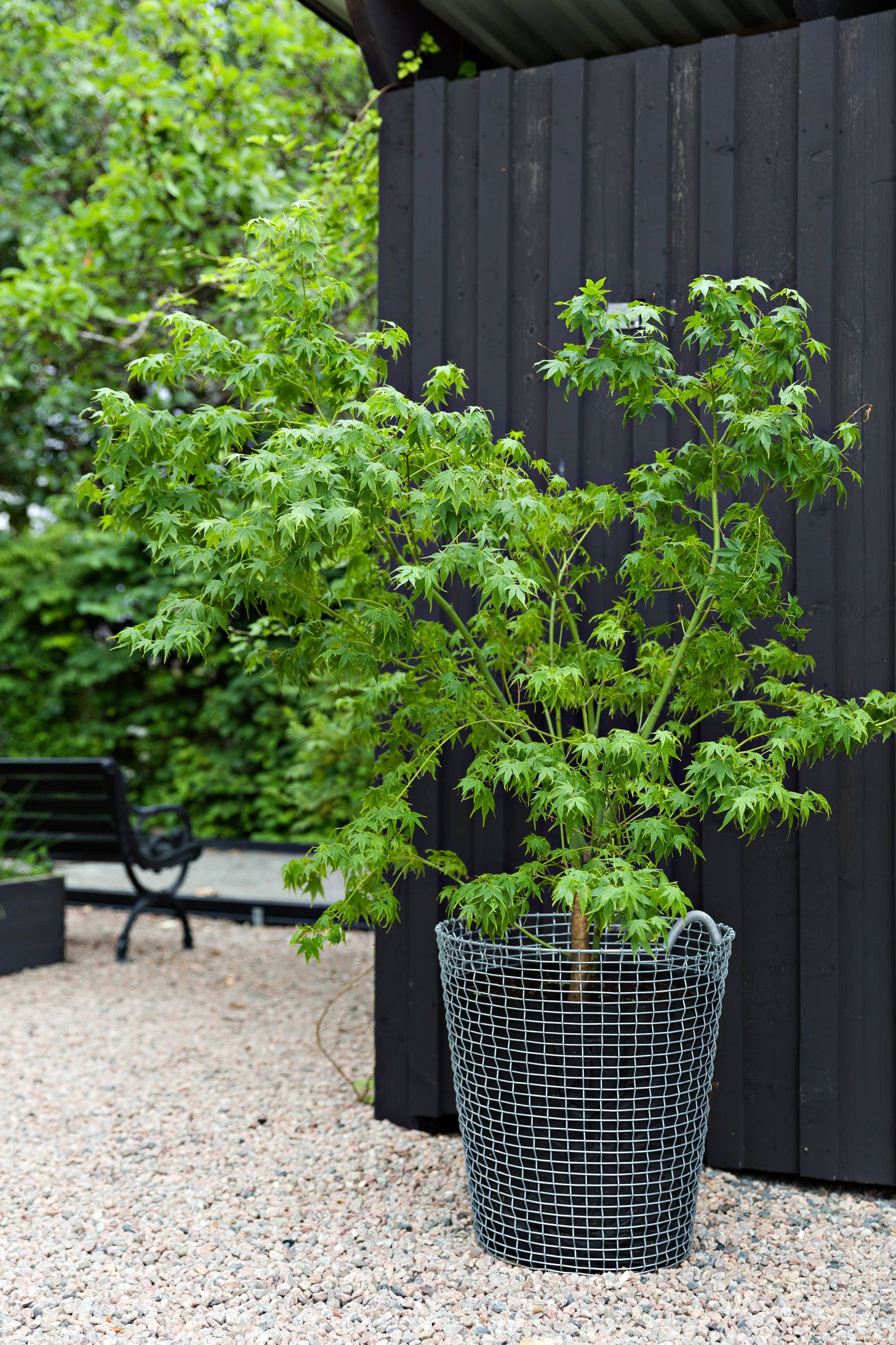 Classic 80 Galvanized mapletree.jpg