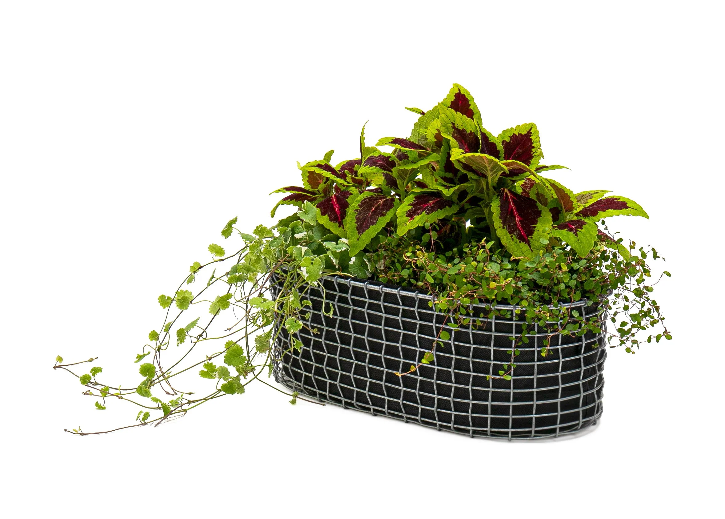 Balcony basket - galvanized - autumn flowers.jpg