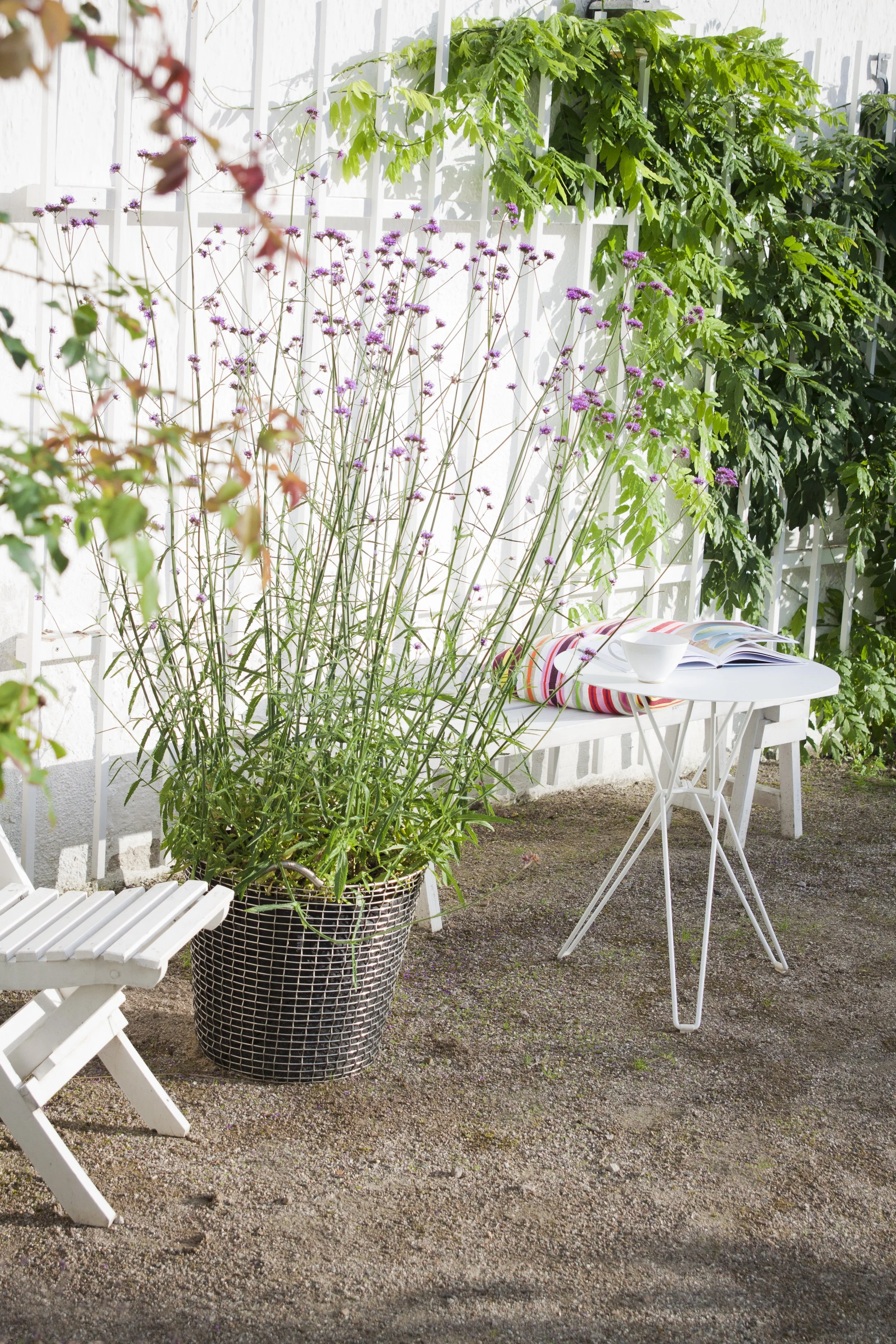 Classic 65, planting bag - Verbena.jpg