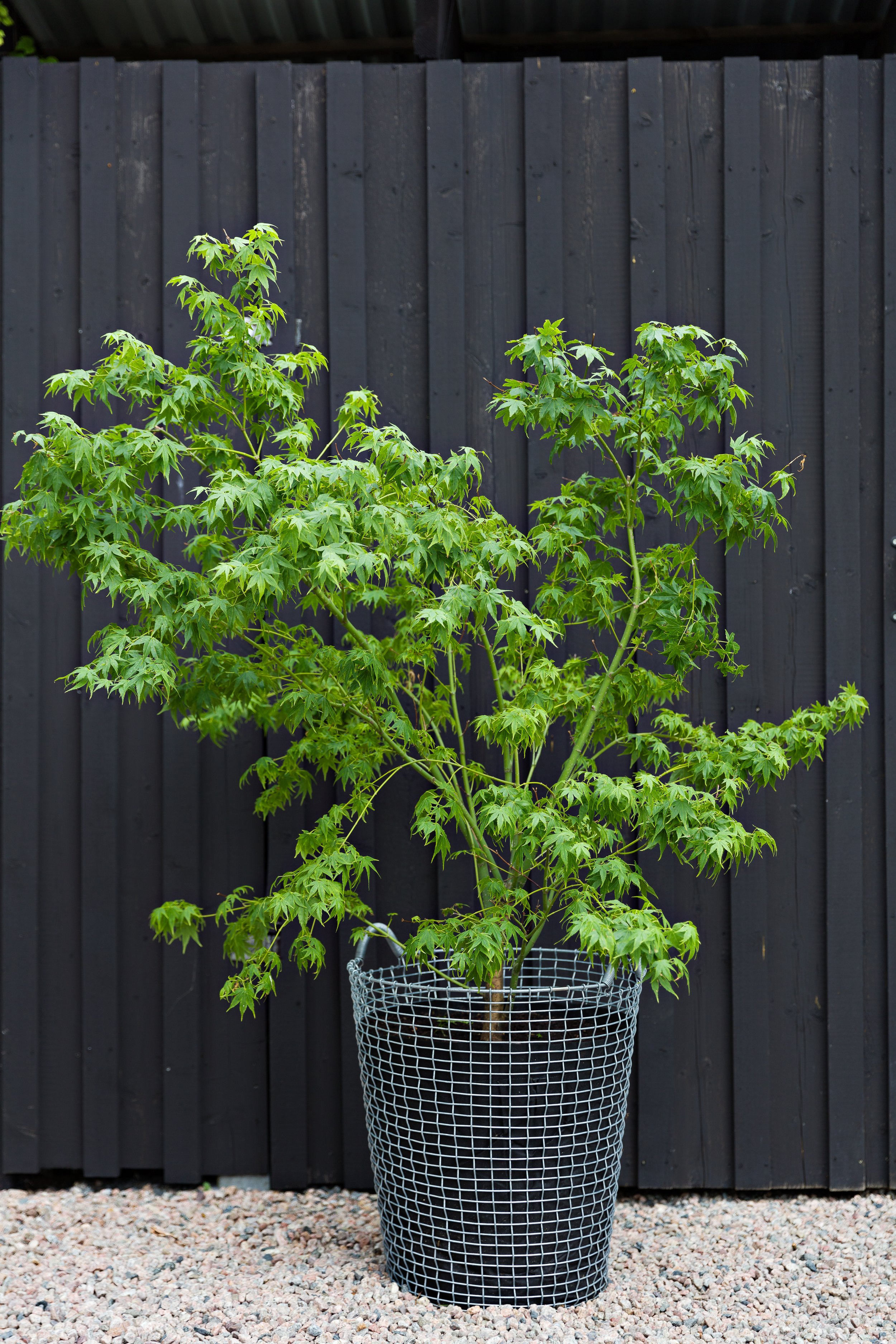Classic 80 Galvanized Mapletree wall.jpg