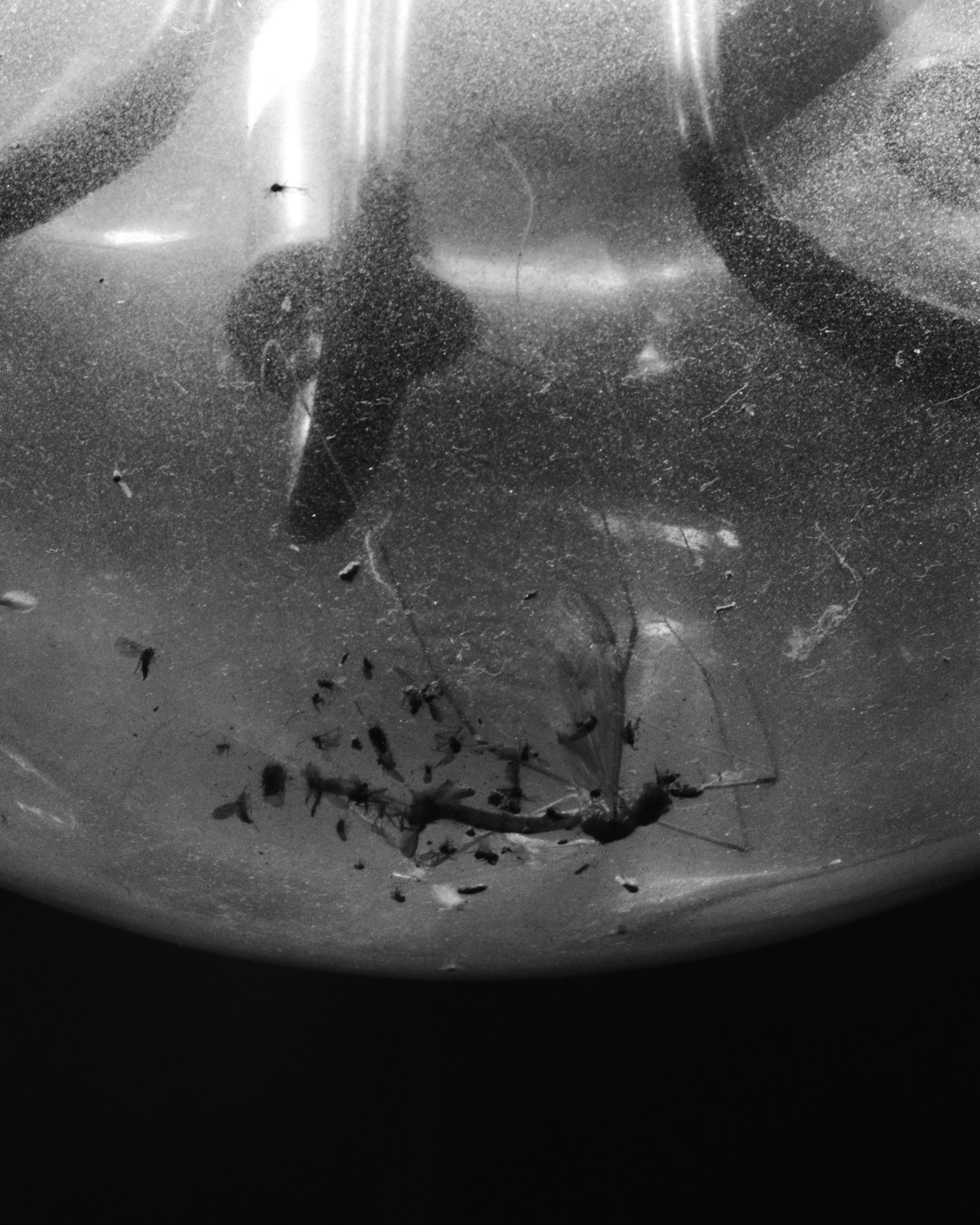 03_Fly_DG15_480.jpg
