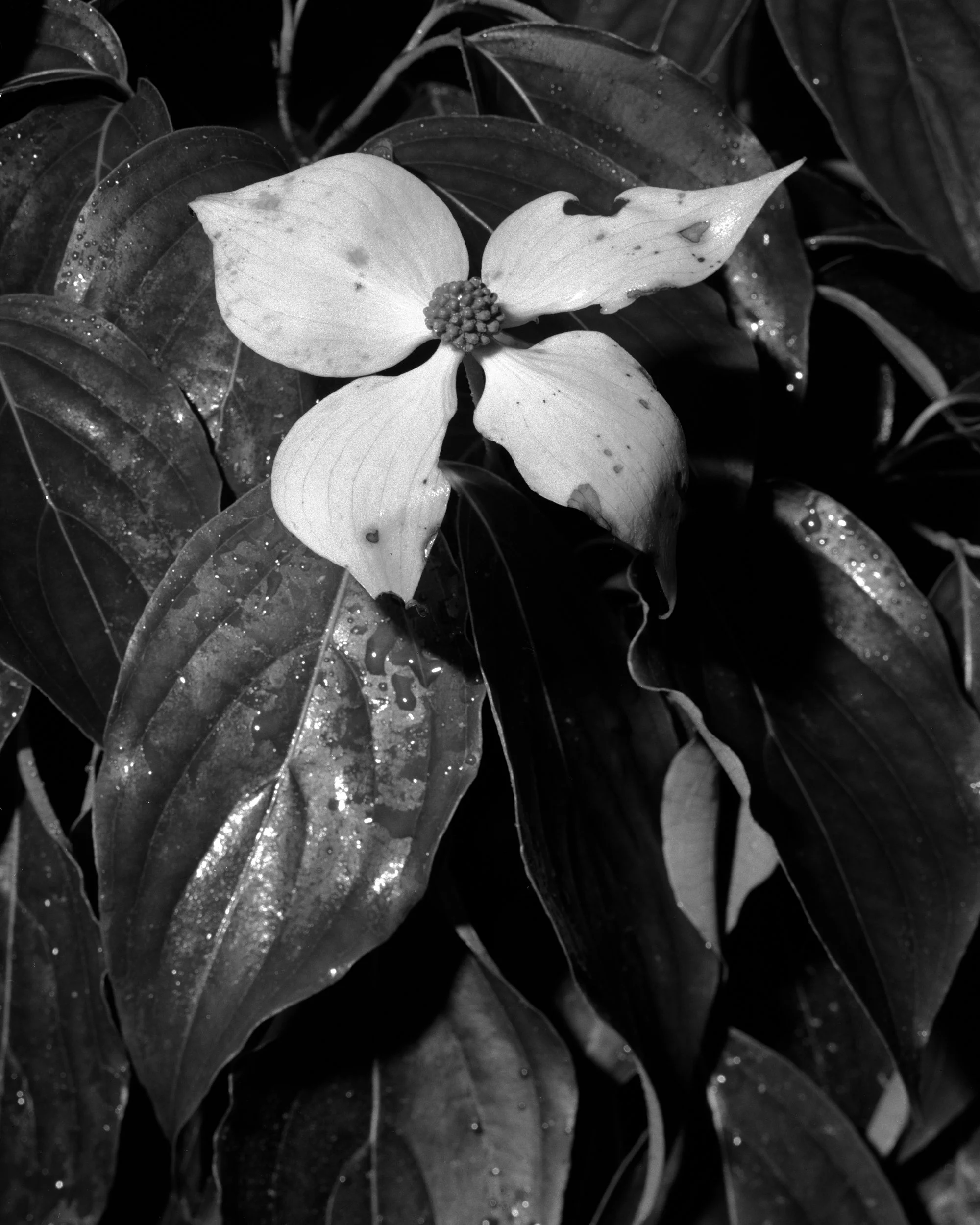 04_1_Extend_A_DG15_480.jpg