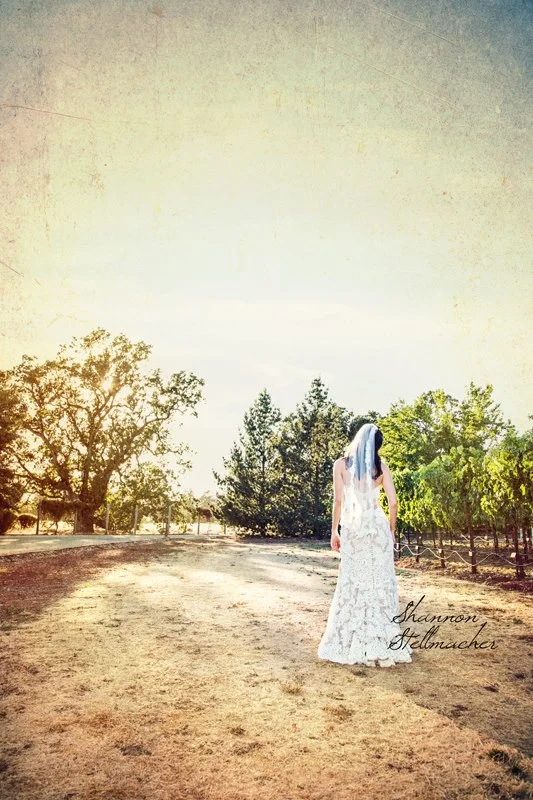 st.francis winery sonoma01
