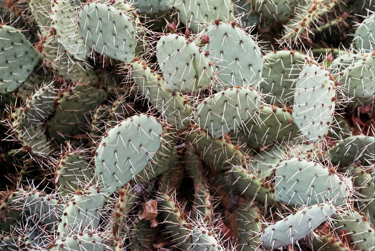 __4_0084.jpg