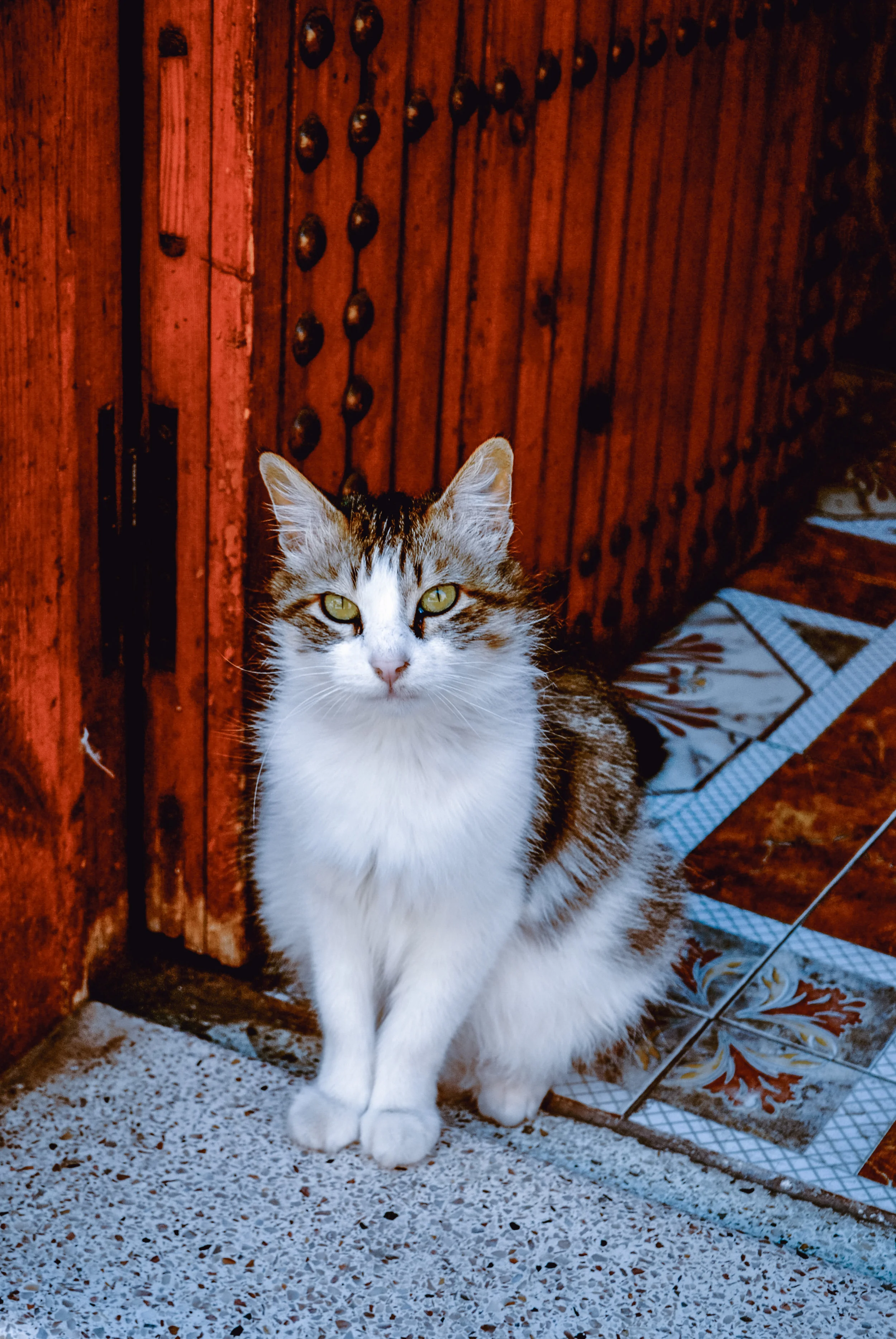 DSC_0101.jpg