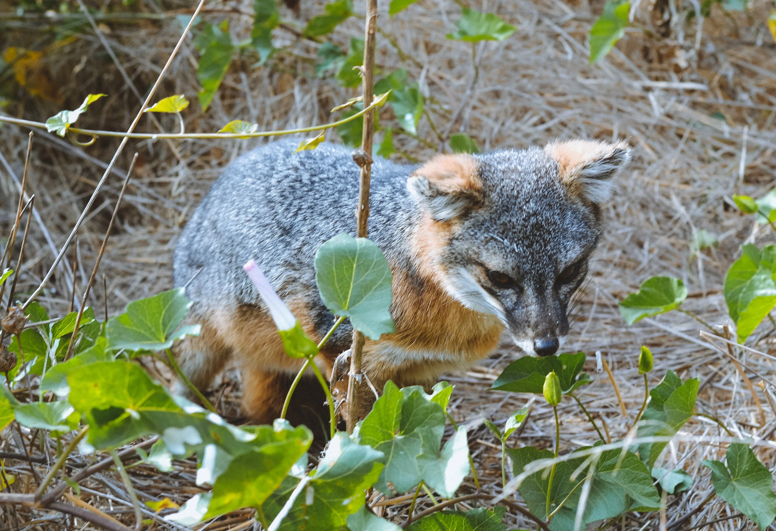 DSC_0178.jpg
