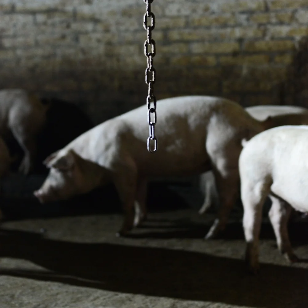 Photo copyright: Jo-Anne McArthur / We Animals