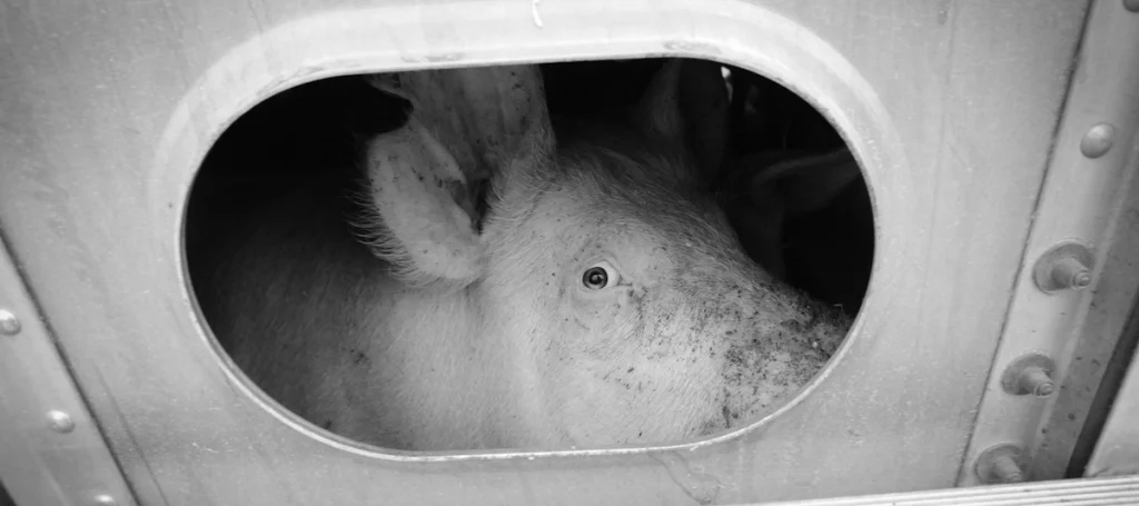 Photo copyright: Jo-Anne McArthur / We Animals