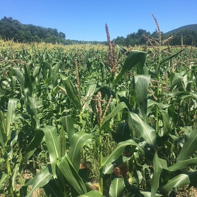 2018 Sweet Corn.JPG