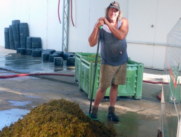 The picking and handling of white grapes is more difficult than for red.