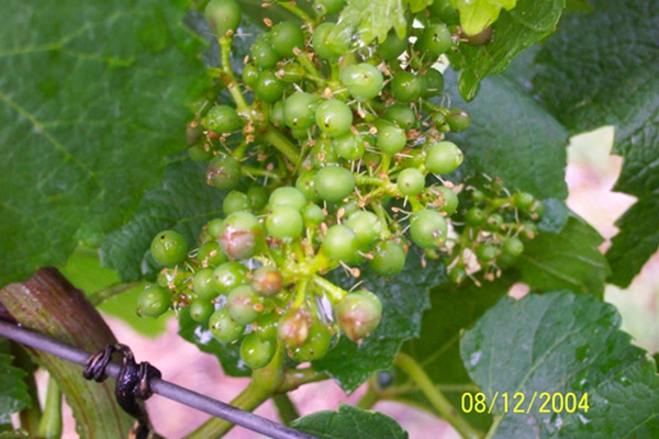 Berries split after early summer hail