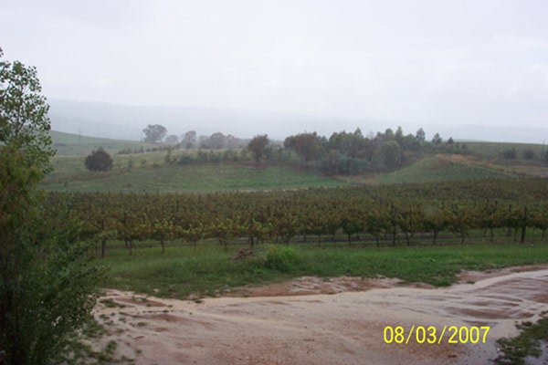 Rainfall at vintage