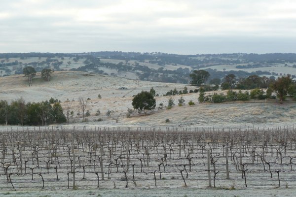 Severe mid-winter frost