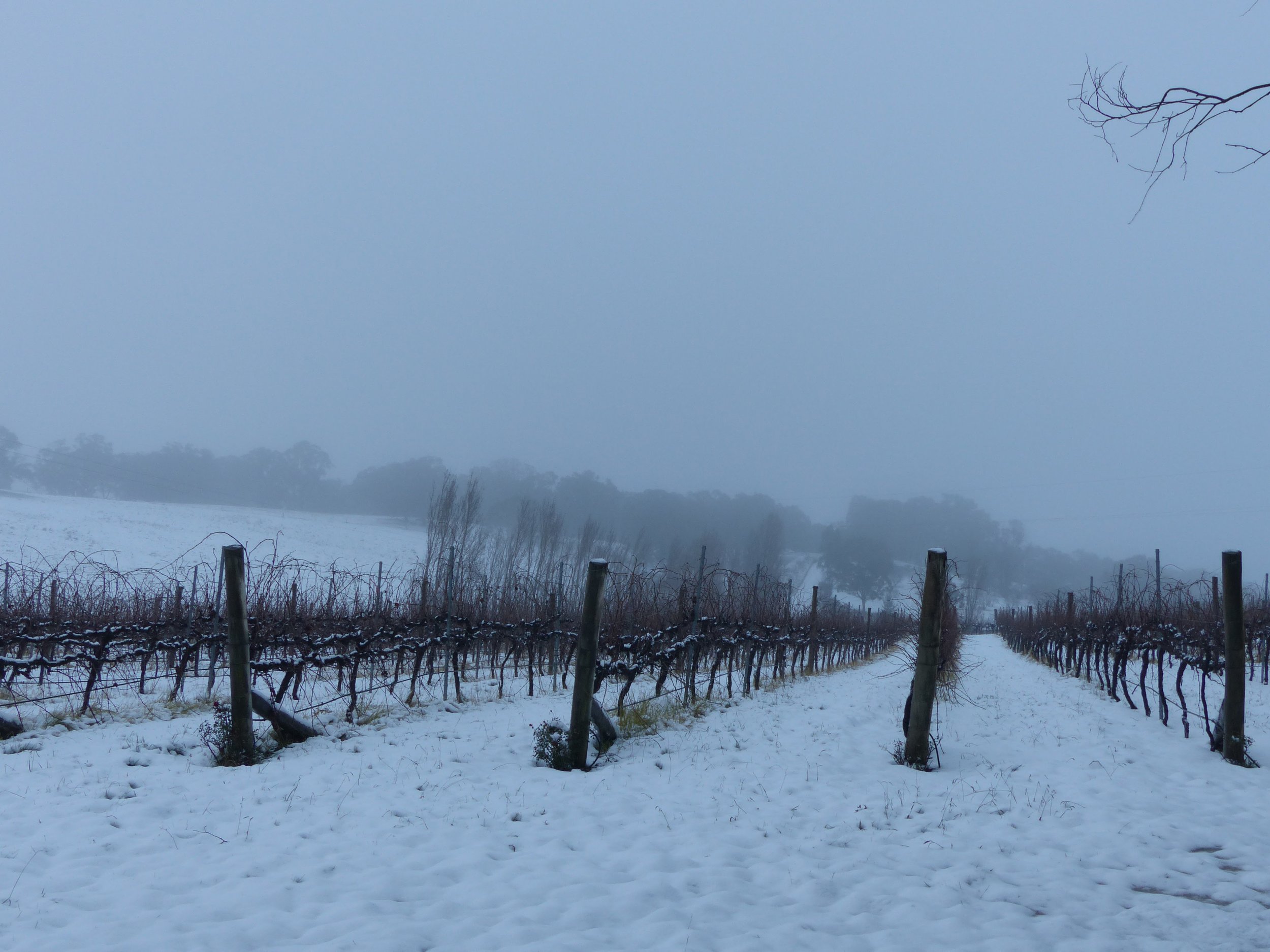 Top Shiraz Block 