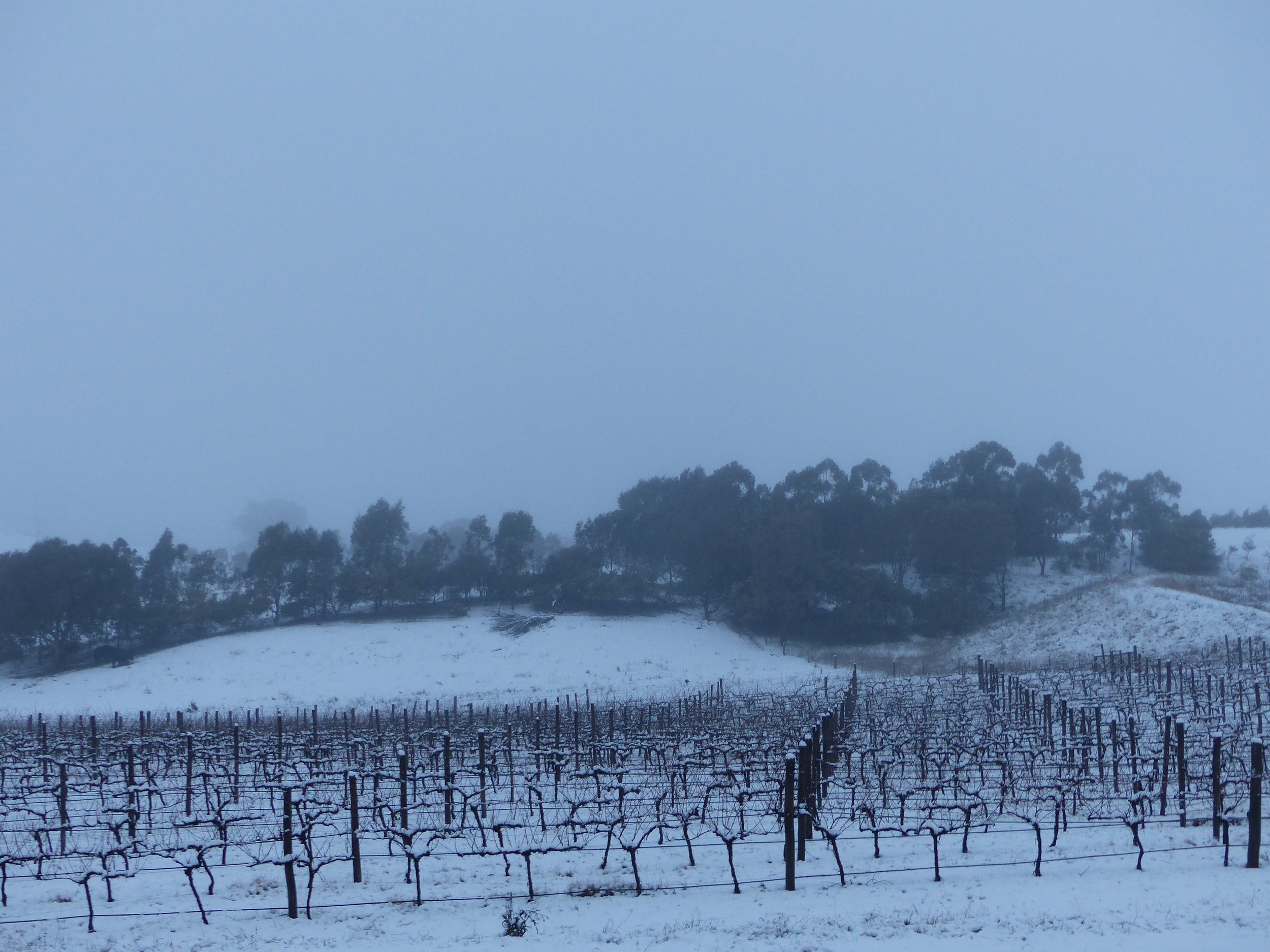 Schubert Vineyard Under Snow