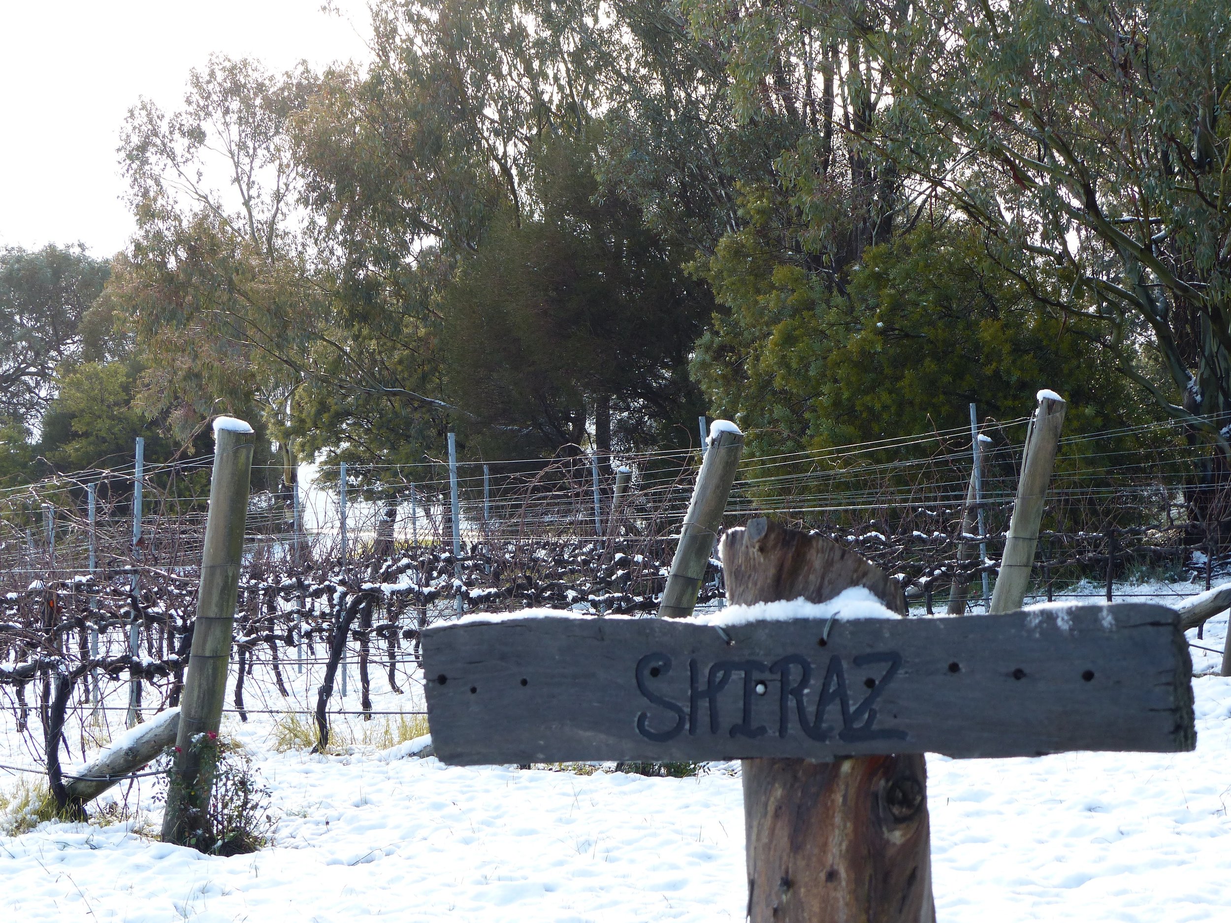 Shiraz Under Snow