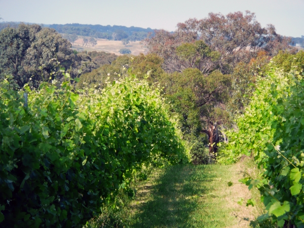 Demonstrating the classic character of modern Australian Chardonnay