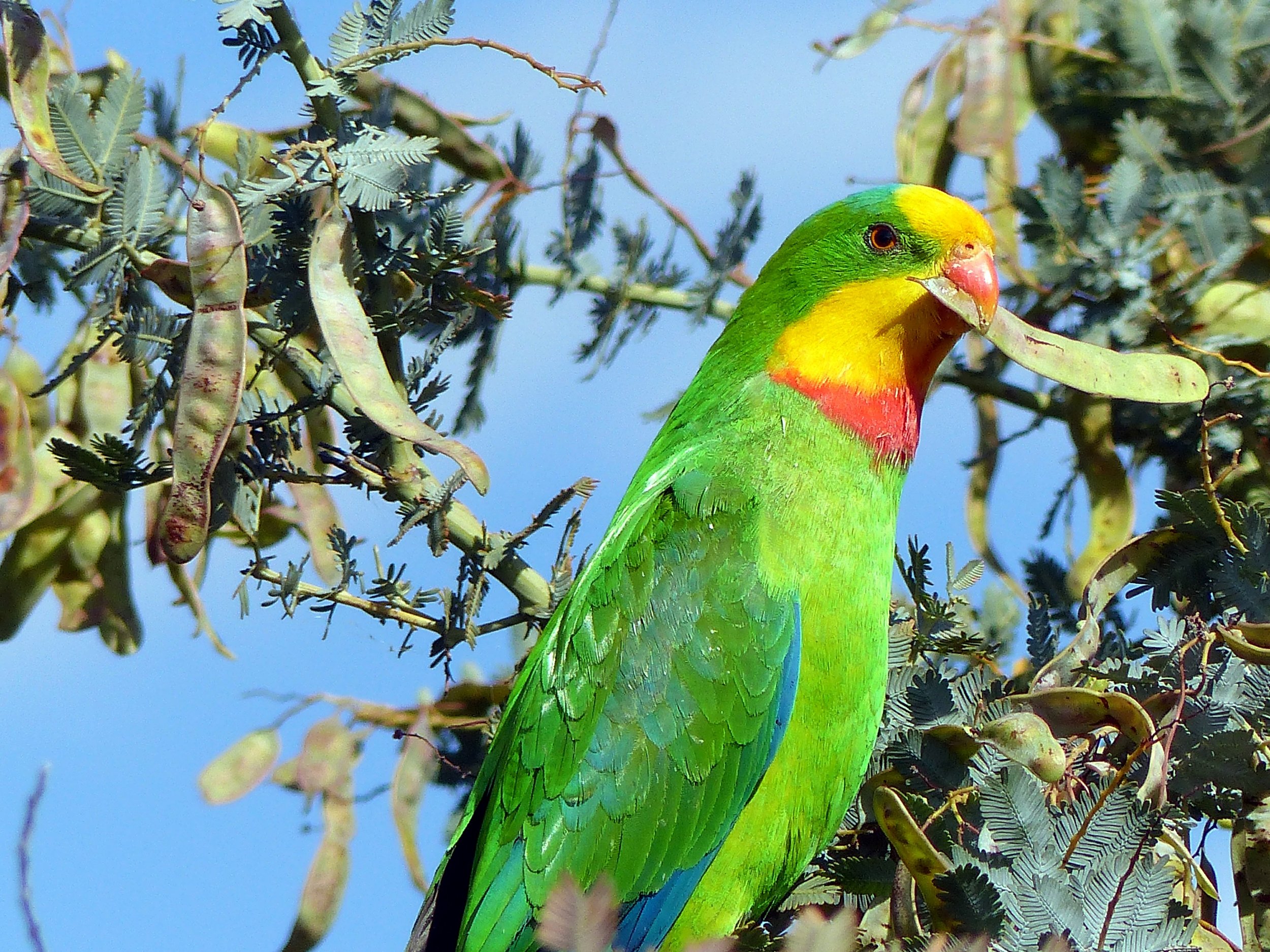 A Superb Superb Parrot