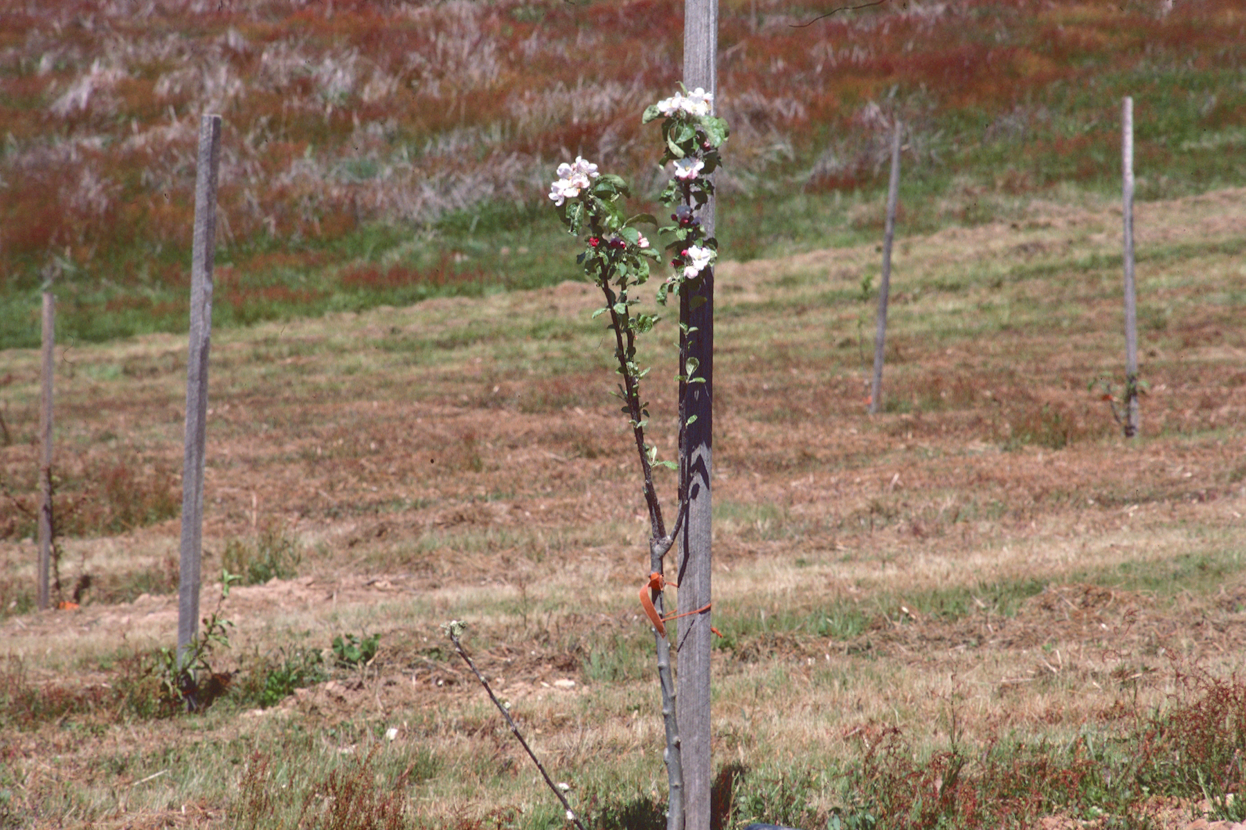 Orchard Planting