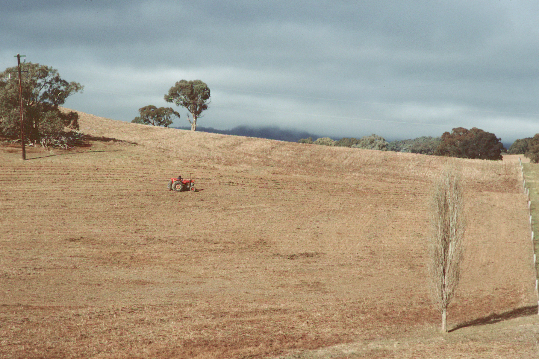Chardonnay Earthworks