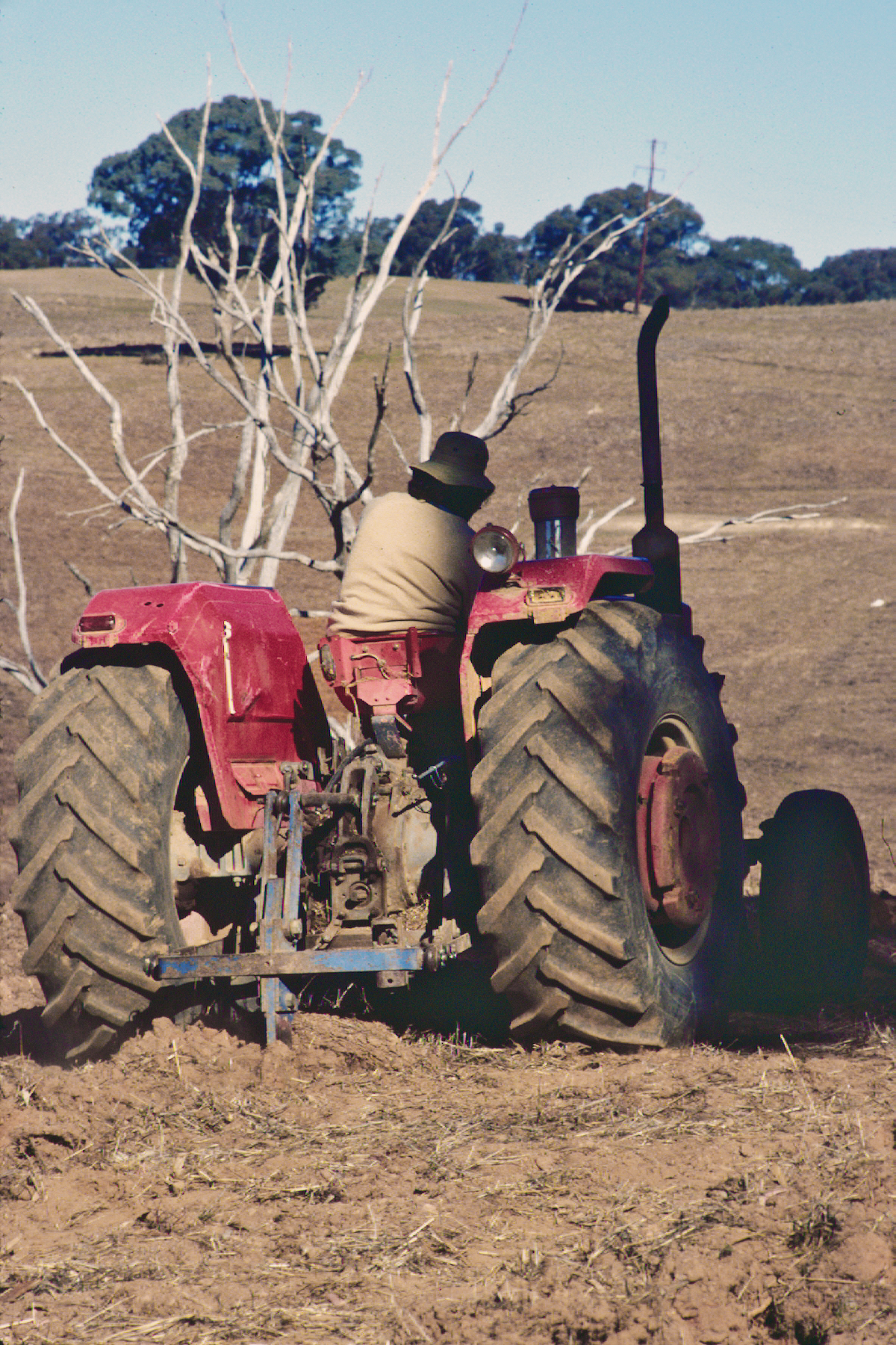 Ripping Cabernet Franc Rows
