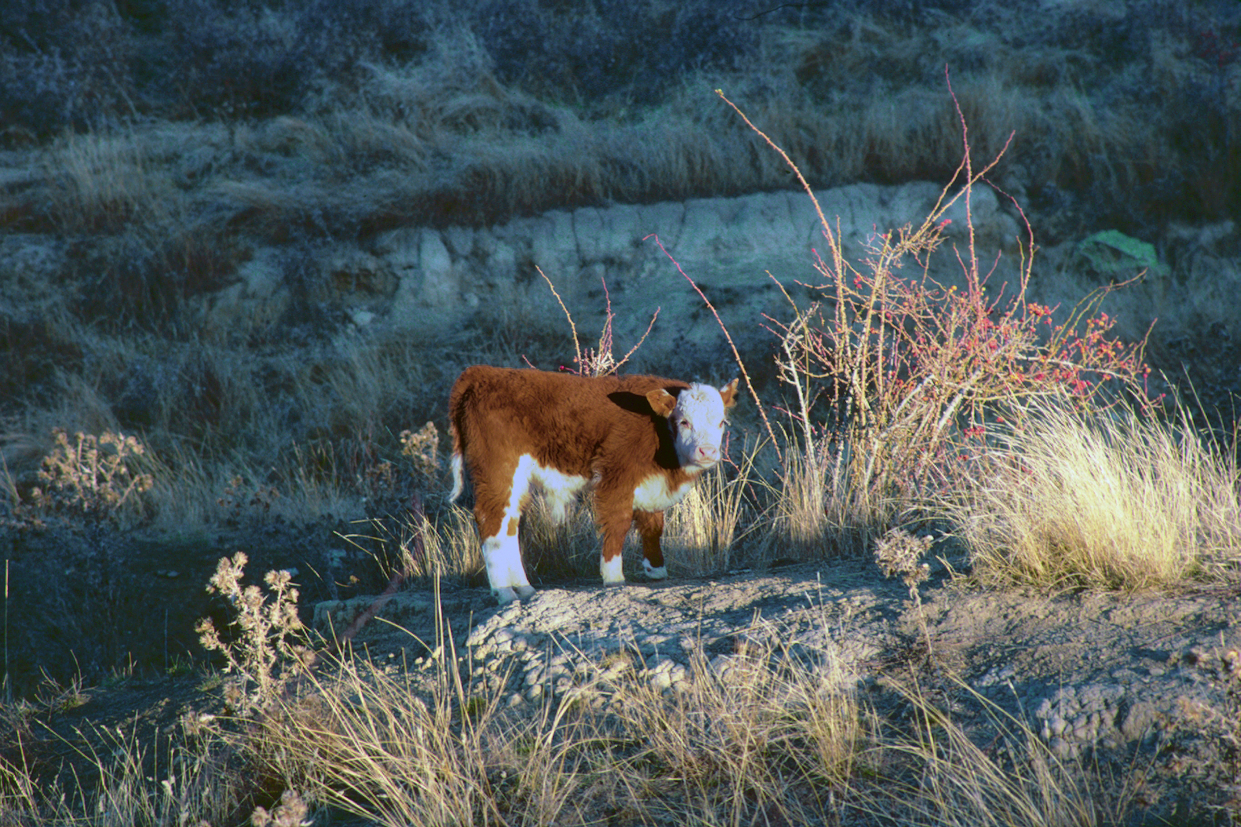Hereford Calf Welcoming His World