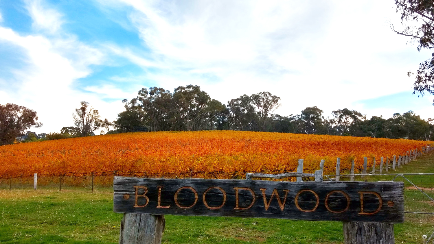 Bloodwood: Orange