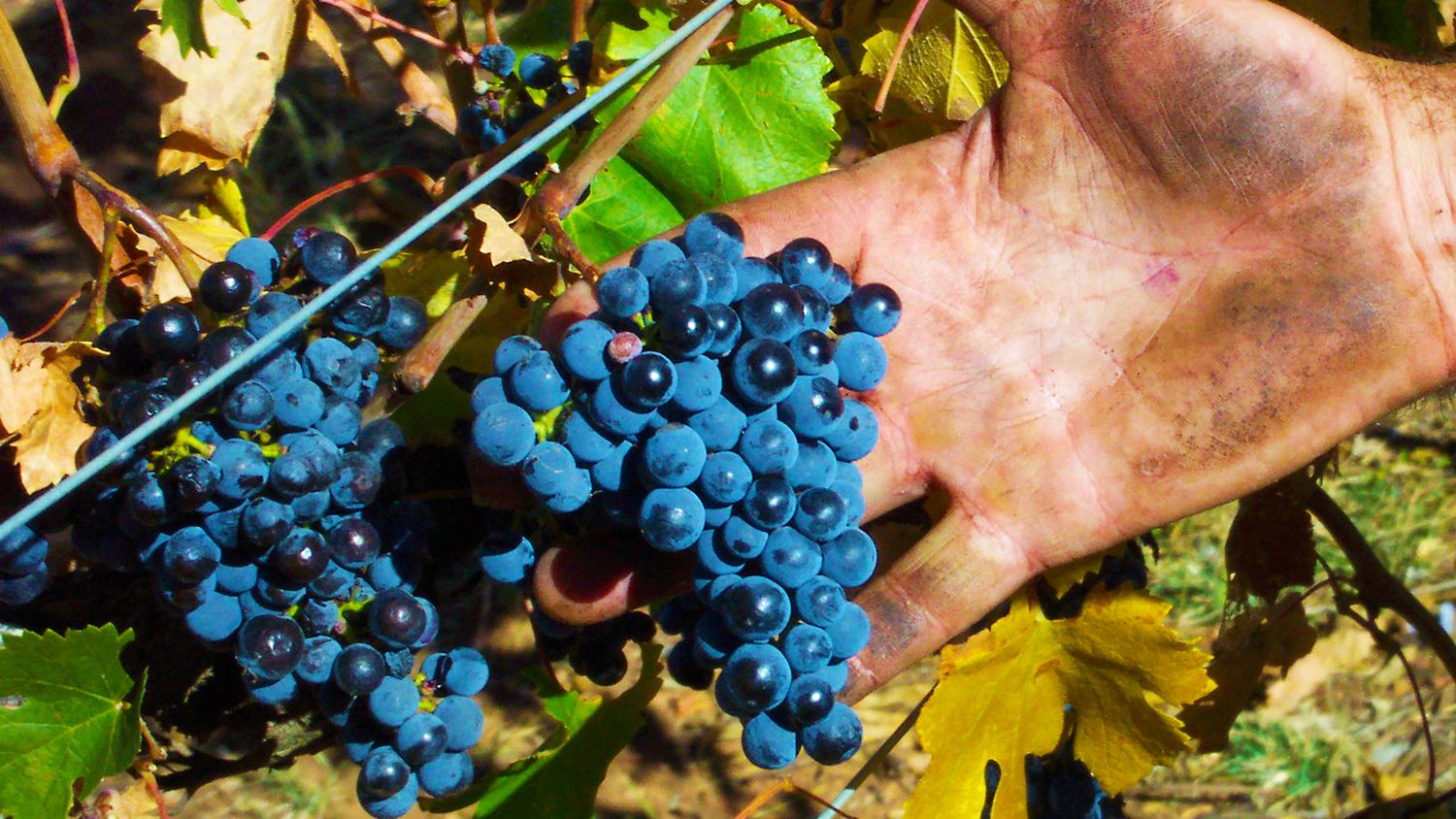 Cabernet Franc Hard Grown