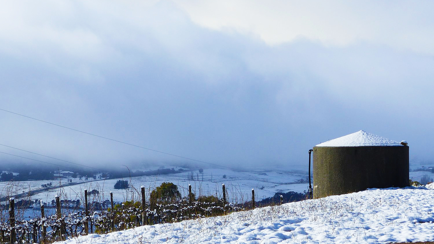 Riesling Vineyard Under Snow