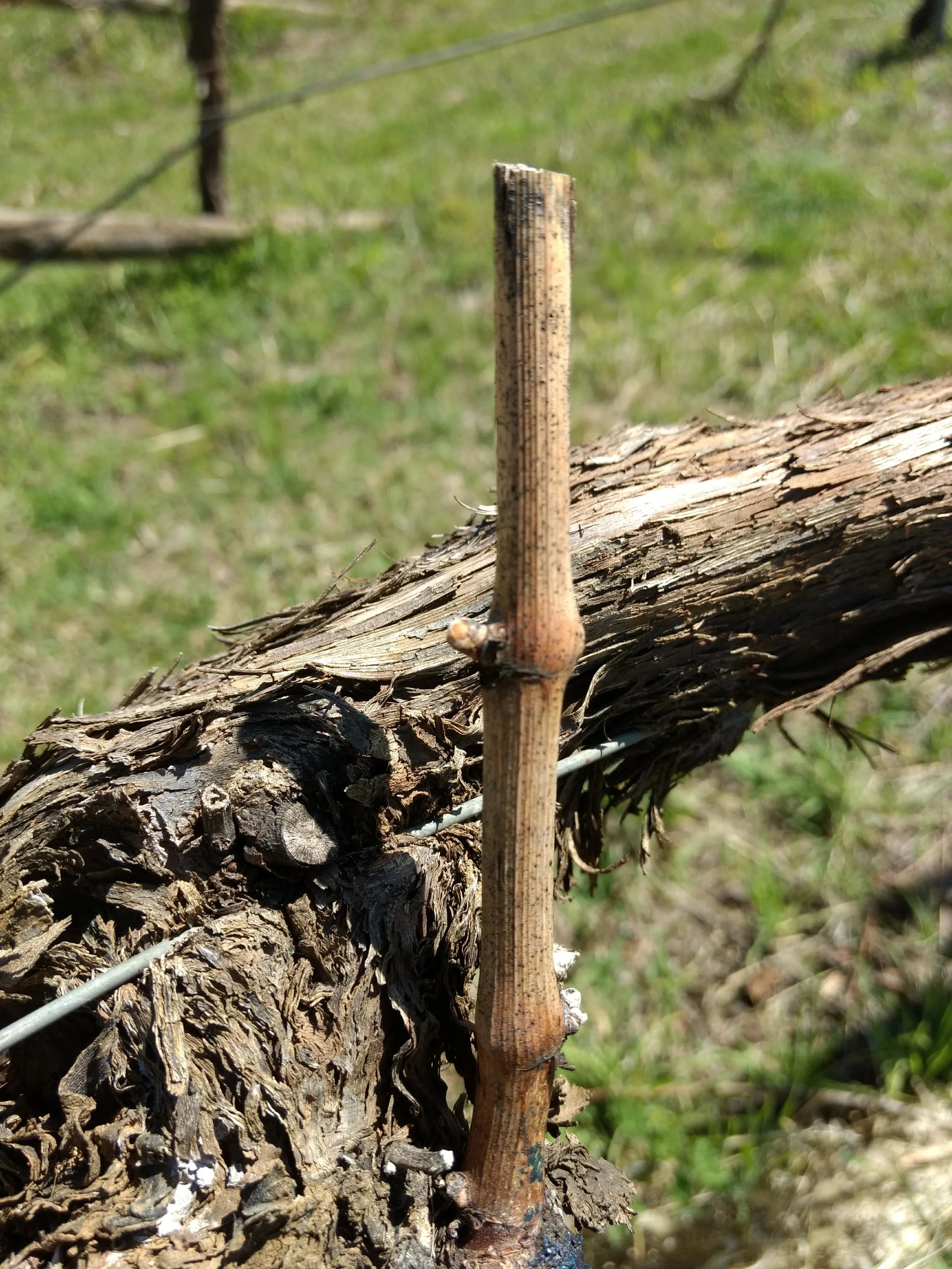 budBurst.jpg