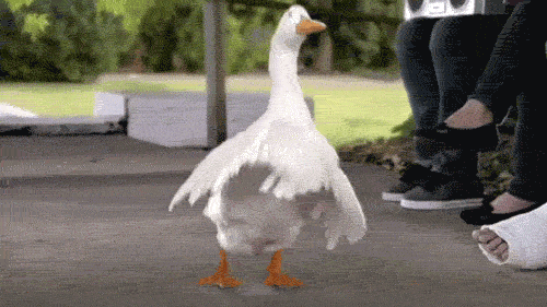 Be proud of your poultry