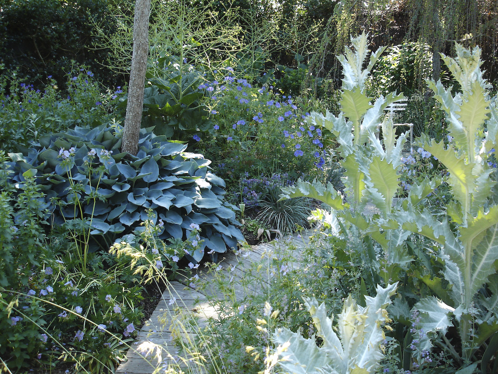 The Silver Meadow JAG: In June our little silver and blue garden behaves as intended - being wonderfully shimmery in sun, its forms almost dissolving in light, like objects in a Bonnard painting. For the rest of the year it is a disaster. The blue Halcyon hostas turn green, the Silver pear defoliates, the weeping cedars have the Northeast's Cedrus blight. The white spikes of foxgloves and delicate clouds of Crambe have fizzled out by mid July. It needs new inspiration. MF: After its show stopping performance in June (I particularly love being knocked over by the cat pee smell of Crambe), this area is closed for business. John built magnificent stone walls that enclose this space and make it an intriguing passage even when bloom is finished. Note: we subsequently are redesigning this area to extend season while hopefully keeping its shimmers in June. 