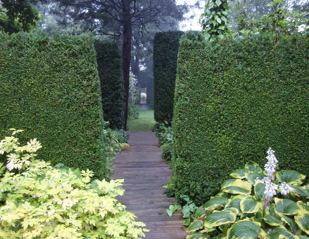 Main Walk JAG: Here we look south from the yellow garden, back towards the garden entry, on the garden's main spine. A column filled with white variegated Fallopia (alias the "Fallopia tube") is placed at the south end, viewed through dark keyholes in hedges. When back-lighted the leaves appear brighter than any flower. JAG: I think about designing with light. Most gardens are flat-lighted, seen all at once with just one lighting. Brightness and shadow are tools for creating impact, maybe even feelings. Art is seems to be about creating emotions. MF: At any point looking backward or forward one is lost, Entry or exit? Main or sub path? For me this prolongs the experience. Which rabbit hole am I down? Where should I go next? Mystery and surprise are one of the key elements of our garden (and our character?)