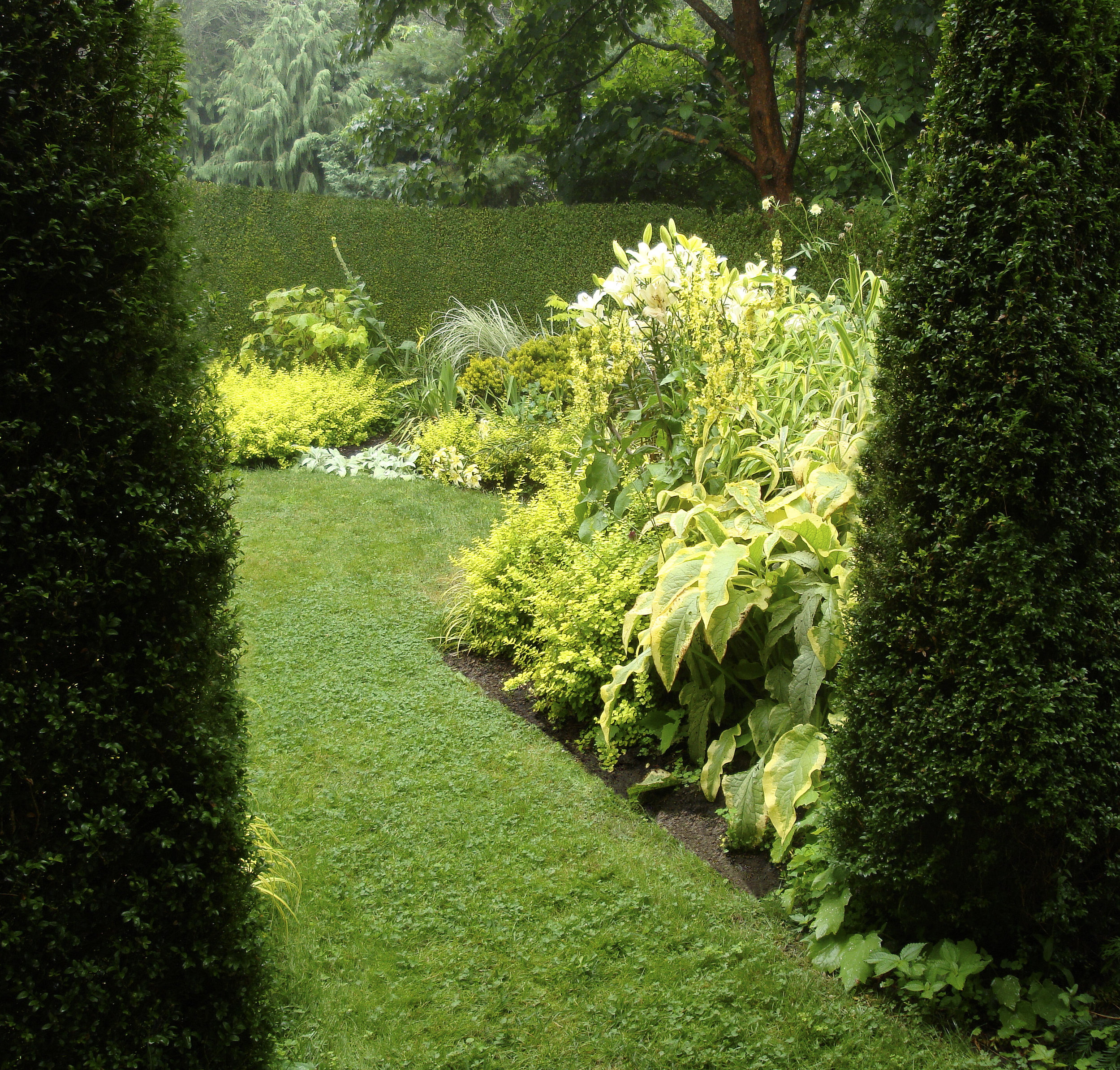 Yellow Garden JAG: The yellow garden seems to capture a shaft of sunlight in an often foggy landscape. The dark backdrop of a boxwood hedge enables the beds of yellow and yellow-variegated foliage to appear illuminated. MF: one of the most satisfying plants is yellow barberry, easily bent to one's will to great effect. Sometimes the common enhances the rare, just like me and JAG. JAG: Space is scarce so Mikel has cut the boxwood hedge into a high, thin "curtain wall" – only 10" wide at its base but 7' high! You're not supposed to be able to cut hedges this narrow, but we started with 6" root cuttings. MF: One thing you're not supposed to do is dash the dreams of an ambitious garden fantasizer. Sometimes it works out (sometimes not) but Johnny's cries for "thinner MF, thinner" have worked out for the hedge (if not for me).