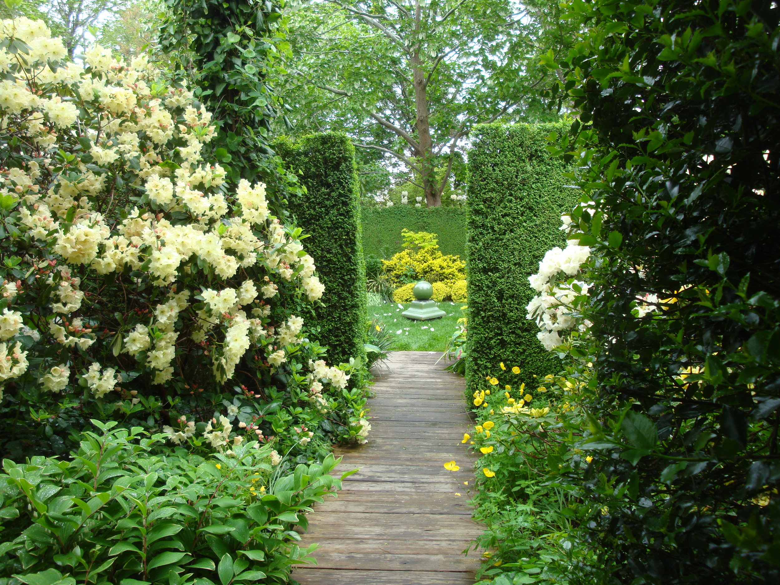 Piles of Froth Hidden within a wild thicket Sakonnet Garden developed slowly as labyrinth of interconnected outdoor "rooms", each with its own character and mood. High hedges or stone walls reinforce the separate intent of each space. One zone is called "the yellow garden" with an internal high circular “curtain wall” of boxwood that separates summer perennials within the circle from increasingly stately tall rhodies on the outside. We’ve searched hard to find the best chartreuse yellow rhododendrons - starting with the Hardgrove hybrid called Golden Star (left). Most are more creamy or chartreuse than yellow but seem yellower when the strong yellow Welsh Poppies planted below them reflect yellow upon the rhody blooms. A few small dots of dead white are juxapoised just to make the ivory rhodies appear yellower. Trading up - here on the right we see one of the first pale “yellow” rhodie hybrids. Barely ivory, it has subsequently been replaced by Kristy Lynn, George Woodard’s new, yellower hybrid. A hybrid called Hotei is the yellowest of all for us, but it is a miffy plant, barely hardy for us and awkwardly losing branches. We like this room best when the Dovetree drops its white Kleenex all over the small central lawn. (2013)