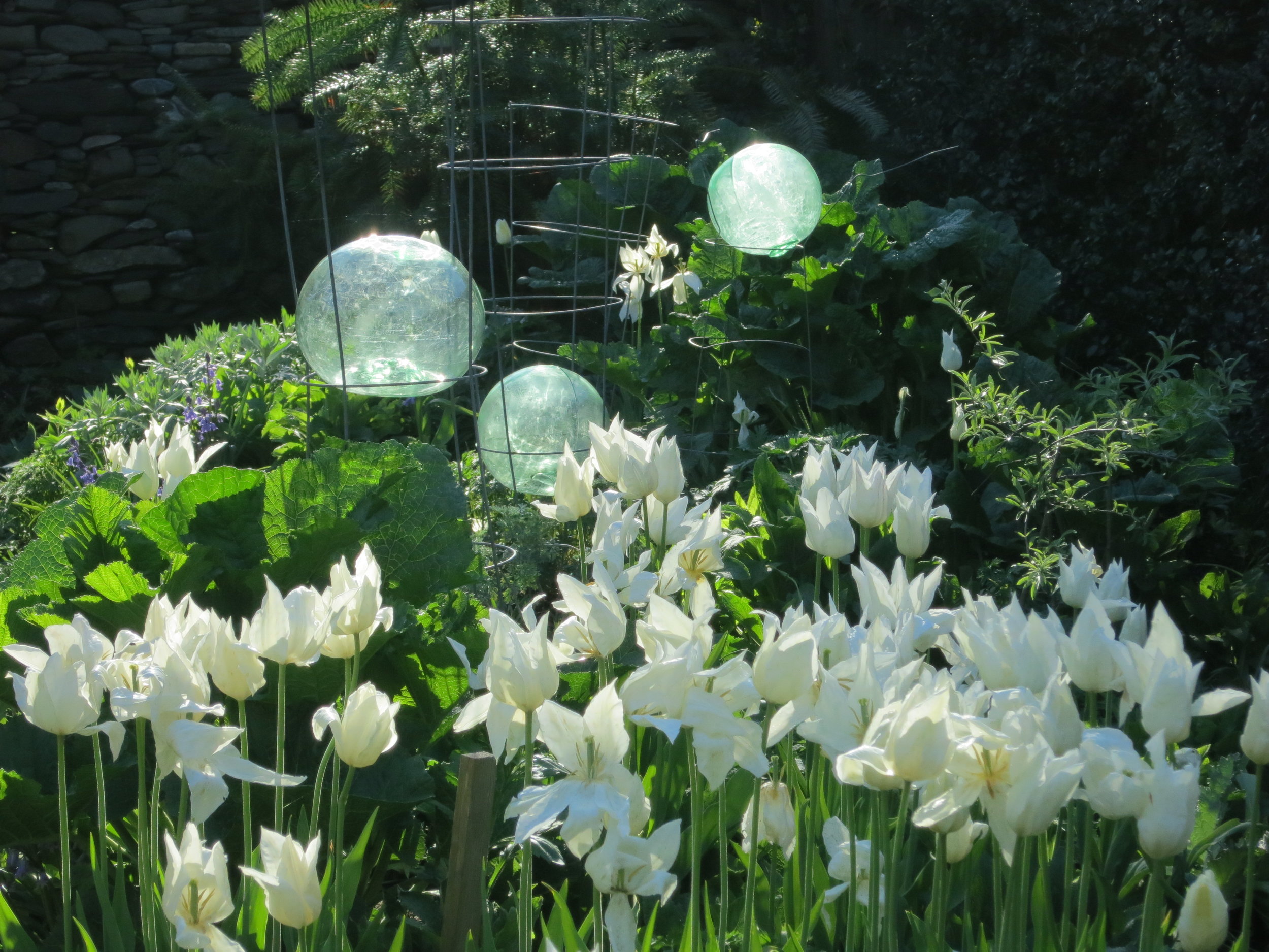 Creating Luminosity There is something so wonderful about tulips. Is it their color purity? ability to glow? to impart happiness? After a long snowy winter, even the white ones convey optimism. We love masses of white tulips in the Silver Garden. Here we experiment with luminosity by introducing old glass fishnet floats among flowers for extra glow when the sun swings around to backlight all. Mikel suspended the globes on simple standard dahlia cages. We like white tulips here in an architecturally enclosed space, but we find ourselves preferring the way tulips look when exploding over the tops of large pots more than how they look in terra firma. Huge tulip flowers are so wonderfully shiny and artificial-looking that they seem to look better lifted into fabricated pots than when their feet touch the soil. One never plants enough bulbs. We knock ourselves out to plant 1000 but in Spring, wish it had been 2000. We find ourselves stuffing two or three layers of bulbs into a pot and need to plunge the pot up to its neck in soil for winter. Buried pots don't suffer wild temperature extremes. (2014)