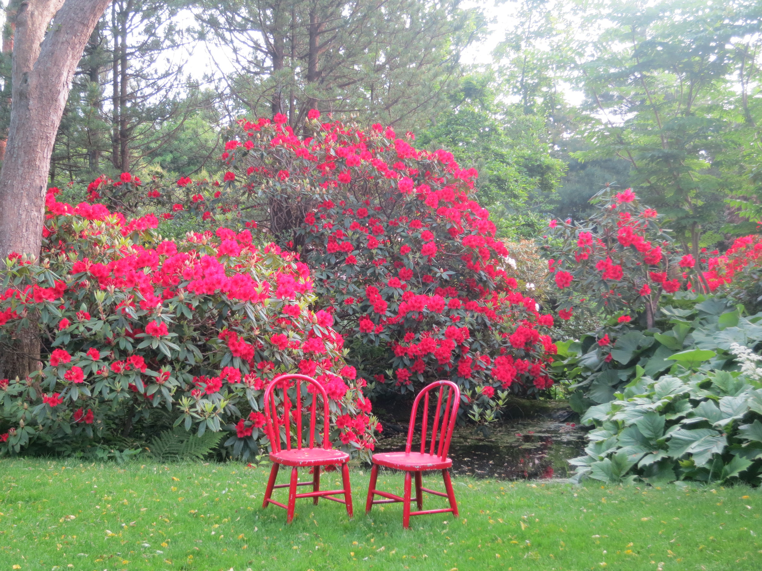 Internally Illuminated Every June, the central "red ditch" converts from green to scarlet. Rhododendron Vulcan's Flame is a wonderful old West Coast hybrid that has done well for us, slowly building in scale, blooming after the general peak of late May. After years of tough triage, we started winnowing down to our favorite rhodys, adding more of the same. Doesn't this work better here than a collection of colors? "The rake's progress" (with apologies to Mr. Hogarth) : we find ourselves increasingly more interested in "creating experiences" with plants than in just having or growing them. We enjoy visitors' surprise in coming around a corner to suddenly be blasted by this scarlet vision. The rhodys are planted to be backlighted after noon, so the result is the red is exaggerated even more. Here, the backlighting is in fog, causing the flowers' edges to dissolve a bit in haze. Fun! (2014)