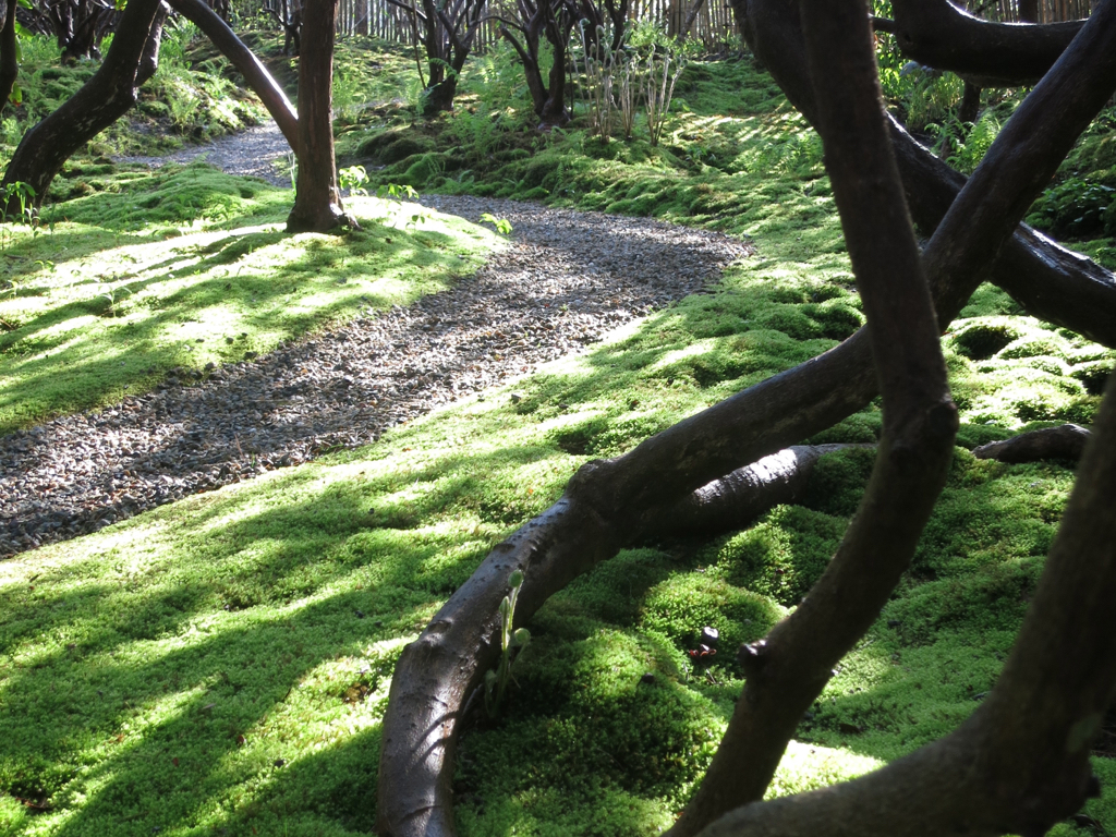 The World of Moss Moss seems to create its own miniaturized “fairie world”. For years we have been experimenting with the moss at Sakonnet Garden’s entry - enlarging, regrading and weeding to expand its plush green carpet. The scale imparted by this landscape of tiny velvety plants and gnarled trunks imparts a good entry experience for the garden - not revealing what lies ahead. In fact by being miniaturized it seems to set up visitor expectations in a way that subsequently seen tree trunks and flowers appear much larger than reality. Sometimes transplanted patches of moss establish easily, sometimes not. A gel wetting agent mixed in the top inch of soil seems to help the moss take hold, keeping transplanted moss bits from drying out. Moss hates being covered by leaves, so keep raking. We want this garden to feel local. Initially we encouraged native ferns to sprout in the moss to remove possible Japanese “moss garden” connotations. Now that the gnarled trunks are beefier, ferns just seem to be clutter. 