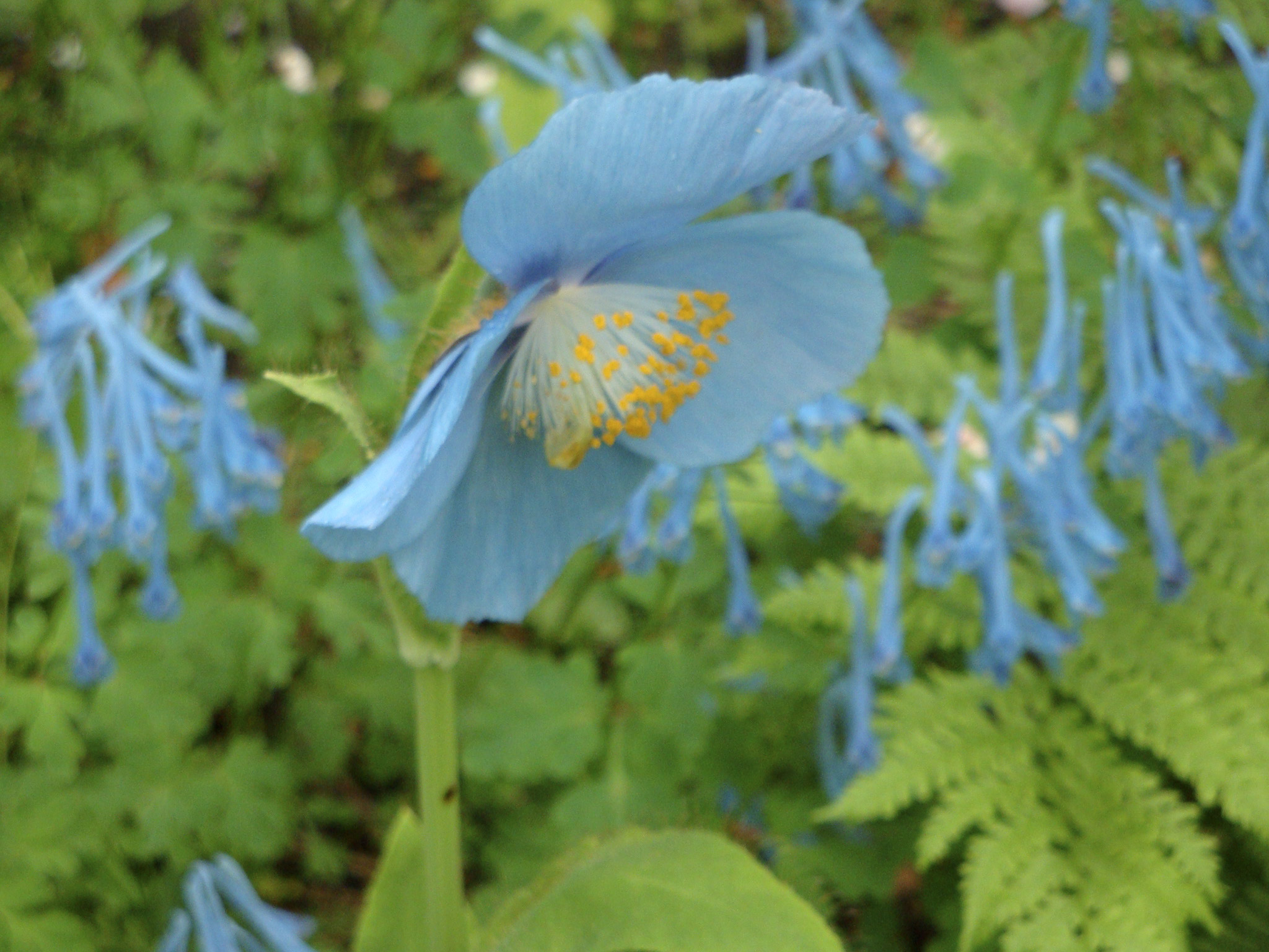 Living with Blue JAG: It is bragging but a great plant to grow with Meconopsis is Corydalis Rainier Blue. They have the same miffy, heat-hating disposition and same blue. This Corydalis is longer-lived for us than Blue Panda. MF: Sometimes more isn't even enough. This color blue is so breathtaking why not have dyed to match shoes with the dress?