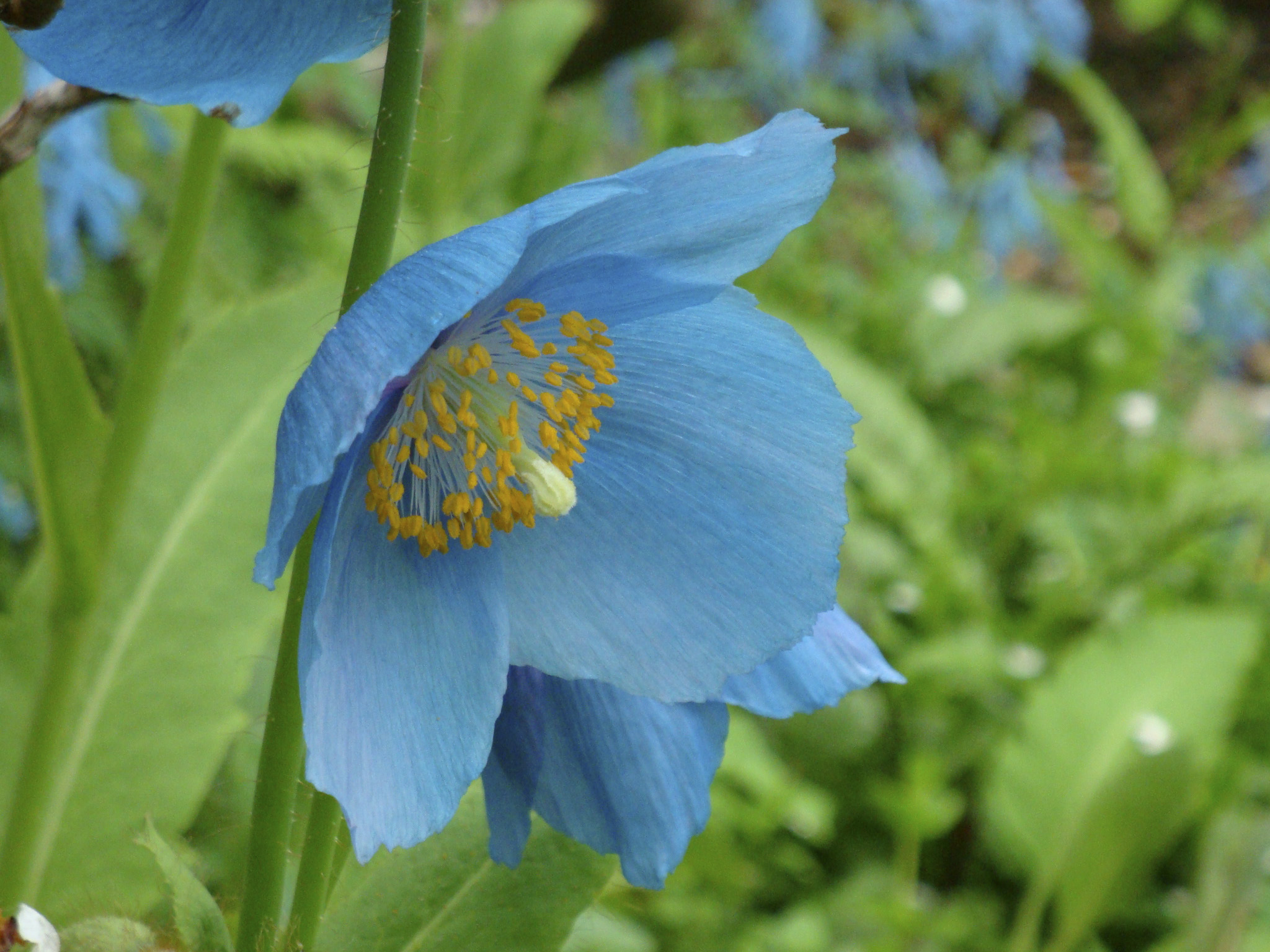 Meconopsis x Lingholm JAG: One of the holy grails of temperate horticulture must be blue poppies. Meconopsis first infected me in England on my first garden jaunt there. Growing them becomes an obsession, but they are famously hard to grow. Meconopsis hate it hot. They hate it too wet. They hate it dry. They melt in sun, but need bright light to flower. They can be monocarpic, croaking after flowering unless the first years' flower buds are removed. They are too brittle to mail. Thus they are the perfect temptation, especially for us in coastal RI with the temperature-buffering Gulf Stream nearby. MF: Why bother? Meconopsis has a blue as strong and clear as if the sky has fallen. The flower never fails to produce an audible gasp, and with light shining though the crinkled petals produces moisture in the eyes and (other areas) of the viewer.