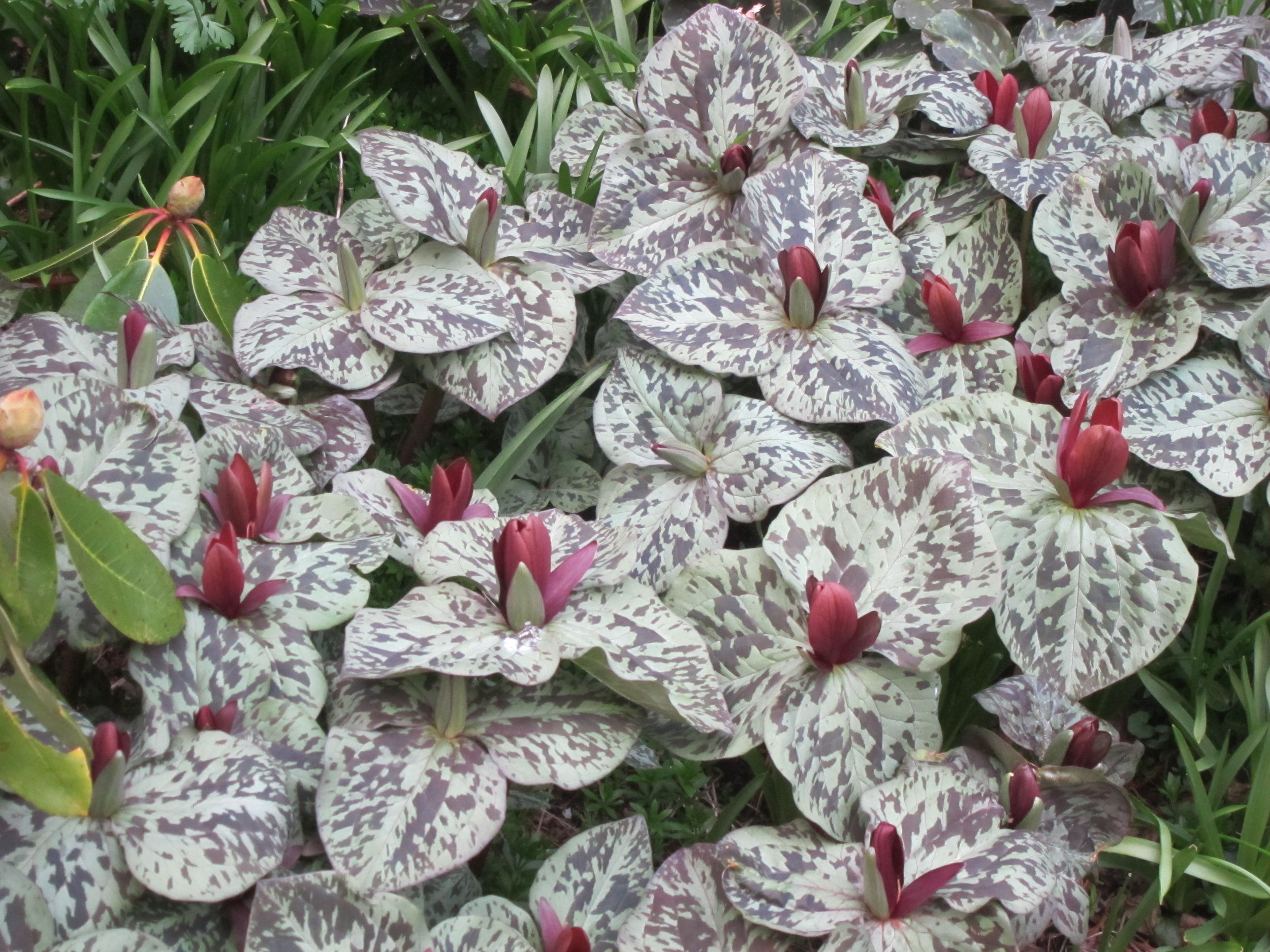 Groundcover of Trillium JAG: One of my dreams for a woodland garden was to be able to carpet the ground with an undulating Persian rug having the richest of textures. Trilliums seemed such fancy plants. We had no idea that they could take a lot of sun, then would multiply for easy division in autumn. Rather than scattering the divisions we kept them adjacent to expand clumps of the same clone. Imaging a patch 10’ across of textured leaves- all silvery blotched with pale lemon flowers, then soft beige ones. Wow. Southern species are easy for us. West Coast kinds may tempt in photos and may grow in the UK, but we find them not easy (not hardy?). Only start with nursery propagated kinds. Deer apparently love Trilliums, so masses like this are rare in woods now. Sad. One hopes kitties can be kept inside so coyotes can evolve to be large enough to keep the deer overpopulations in check so that hundreds of native wildflowers can again recarpet our woods.