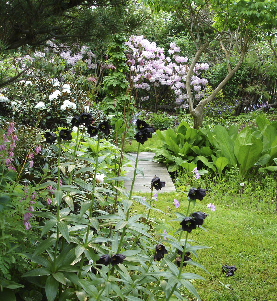 The Allure of Black JAG: Who doesn't love the idea of black? Nero Wolfe orchids. Velasquez and Sargent canvases. But black plants are ever so hard to use in the garden for their ease of disappearing. Here we see the flowers of our Fritillaria camschatcensis receding before our eyes in a busy landscape. We wondered if it would be better if placed in a ground cover of "black grass" (Ophipogon) but guess the green Frit foliage would jump forward not its flowers. Darn. MF: I repeat. There are no black flowers but who doesn't like drama. Dark and lovely, and always a reason to peruse the catalogs and nurseries. My imagination has always been captured by a description of a black garden in Huysmans' Against Nature, We will recreate that sometime.