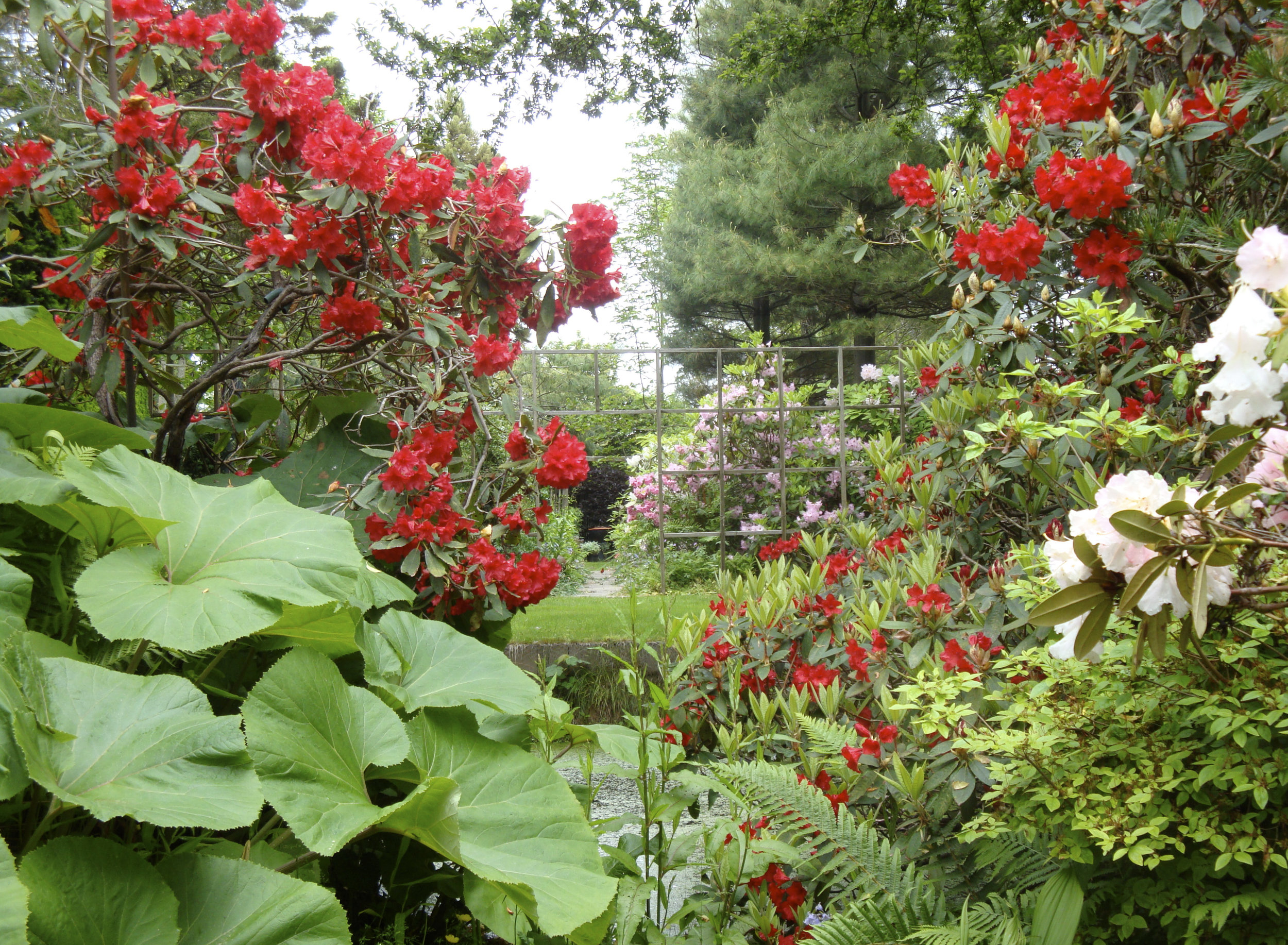 Screaming Reds JAG: I don't know why rhodies are so currently out of vogue. Sure the normally seen ones are poorly used as suburban lumps with oval pointed leaves for 50 of 52 weeks, but they can be wonderful if used effectively. The clear reds are amazing when back-lighted against a dark background, wonderful with exotic giant Petasites leaves. MF: Global warming has thrown off the timing of the reds. They used to be a mid June treat, a welcome palette cleanser after all those birthday cake colors of most of our other rhodies were over. They now often bloom simultaneously in late May, That's a lot of excitement! It makes me long for green shapes. (What a luxury to have too much bloom.)